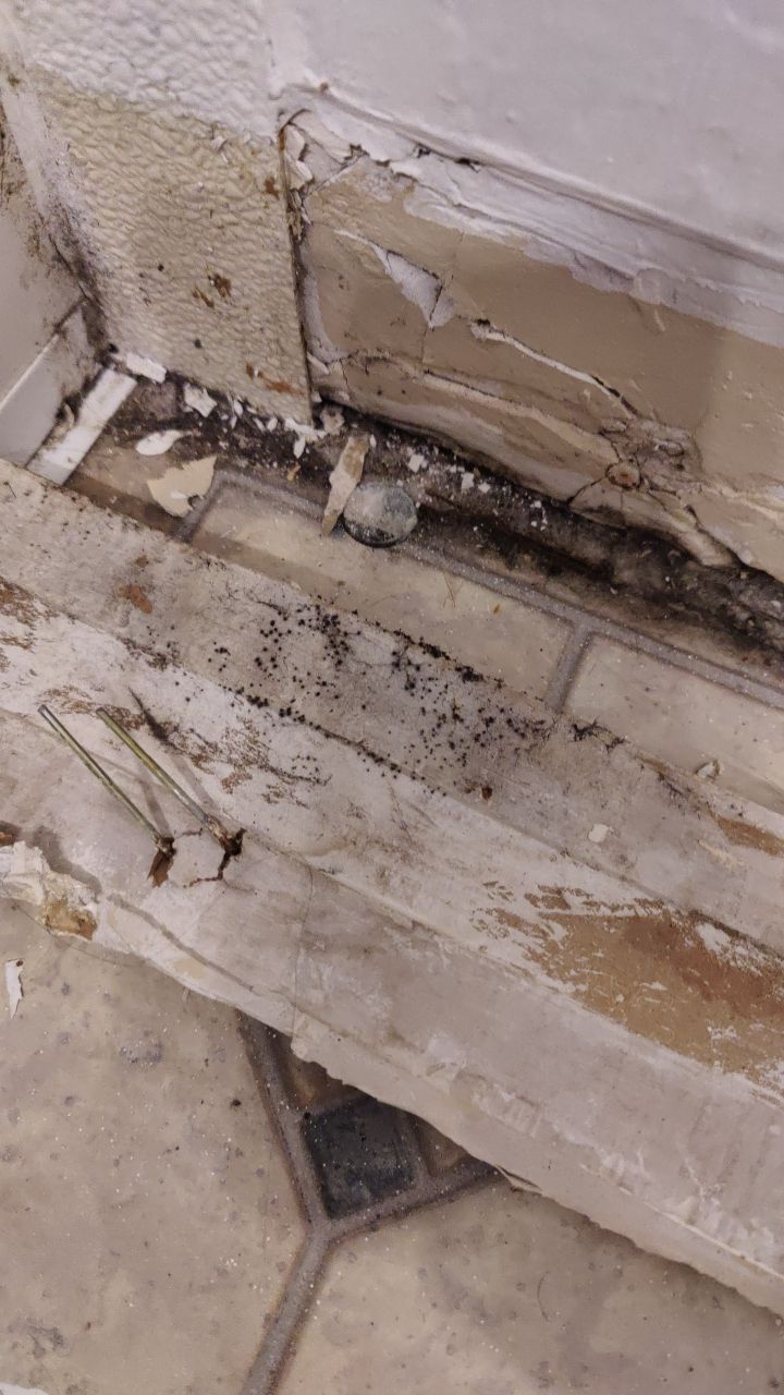 Mold Remediation by Accountable Home Services