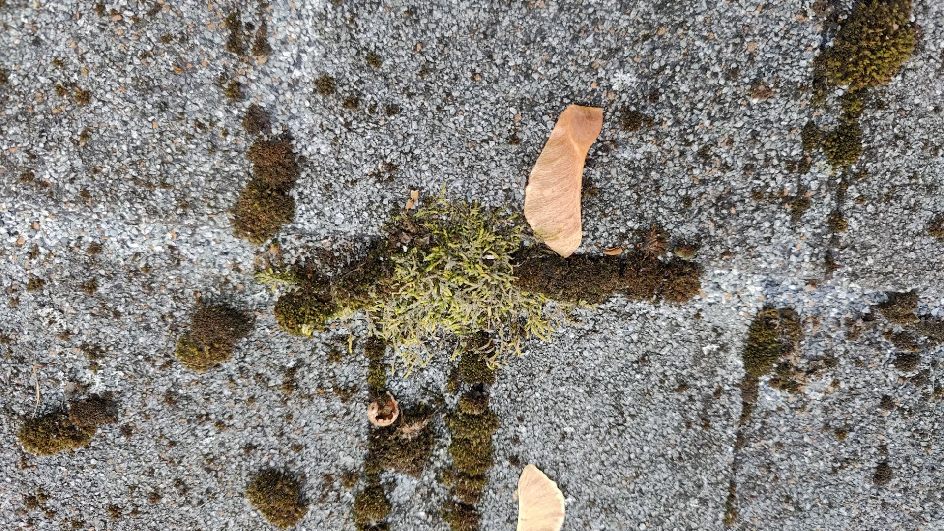 Roof Replacement using Owens Corning Midnight Plum by 180 Contractors