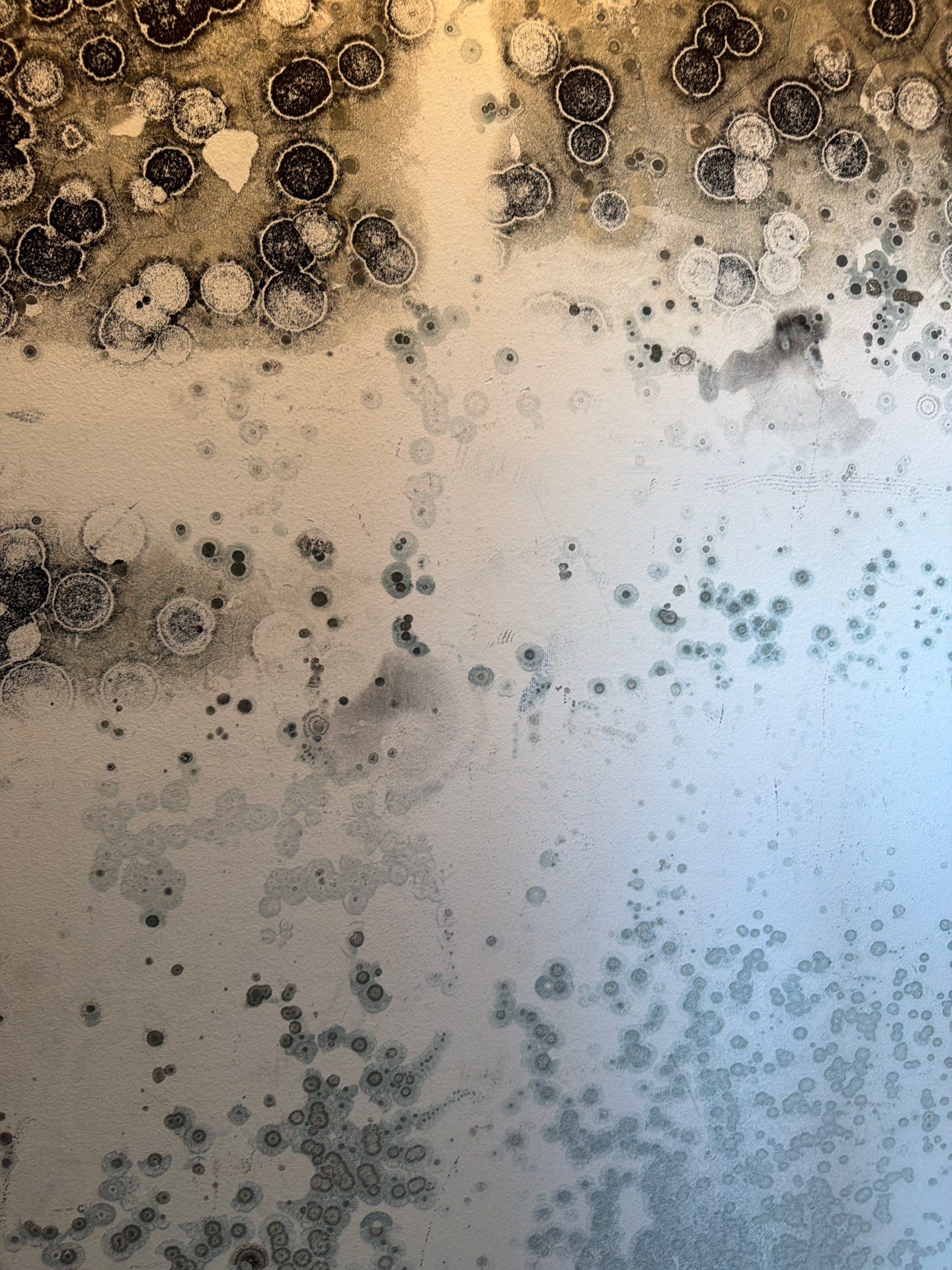 Mold Remediation and Interior Structural Drying in Wellington, Florida by SuperClean