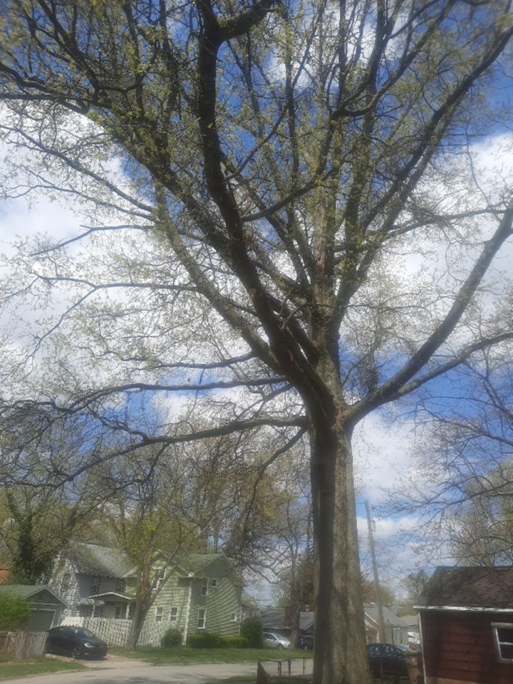 Tree Trimming using Tree Pruing by Mike Jones & Sons Tree Service LLC 