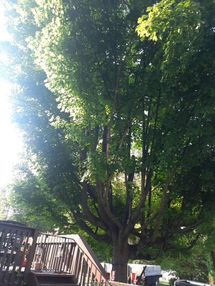 Tree Trimming using Tree Pruing by Mike Jones & Sons Tree Service LLC 