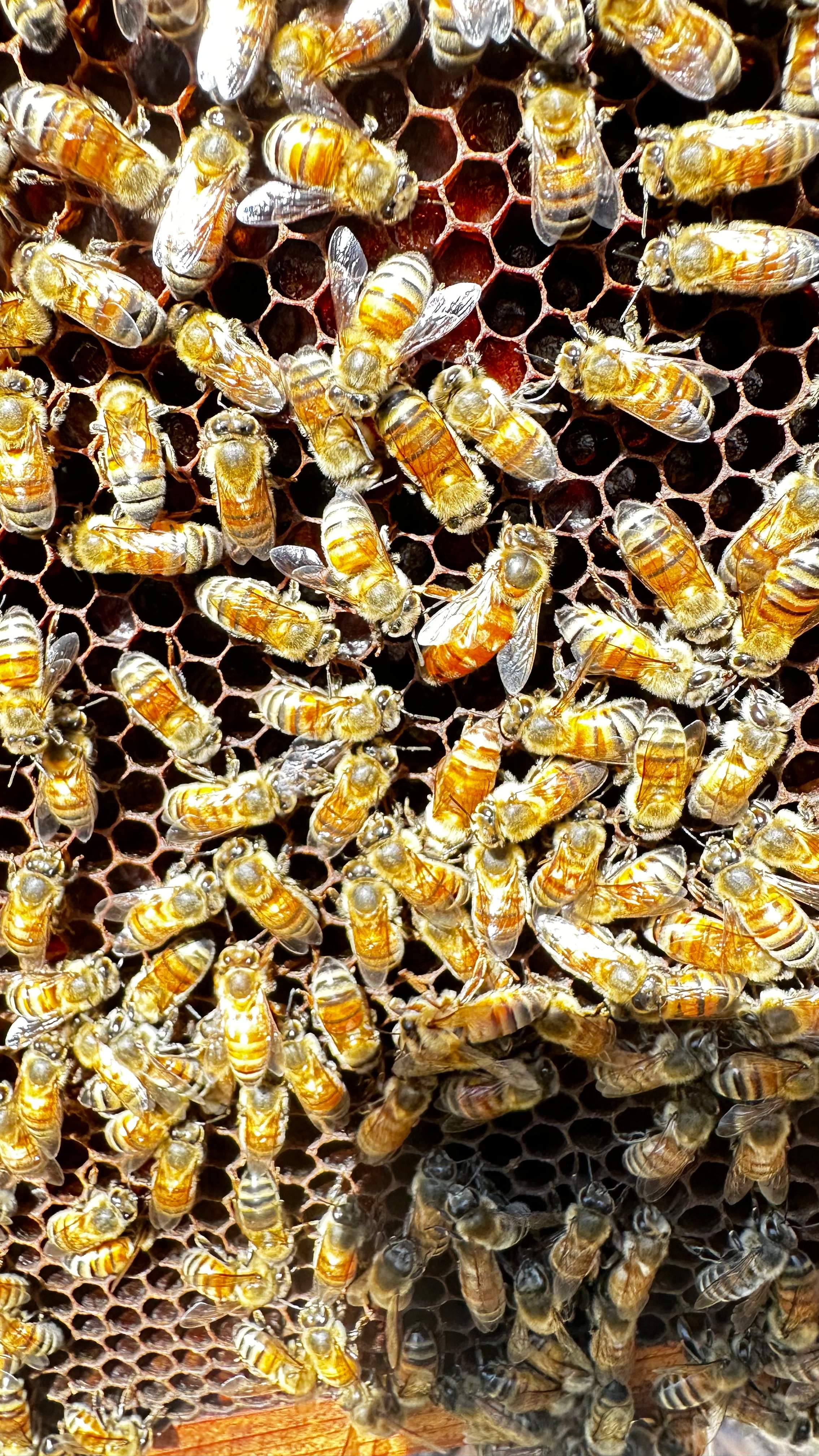 Project in Dallas by Rockwall Honey Bee Company