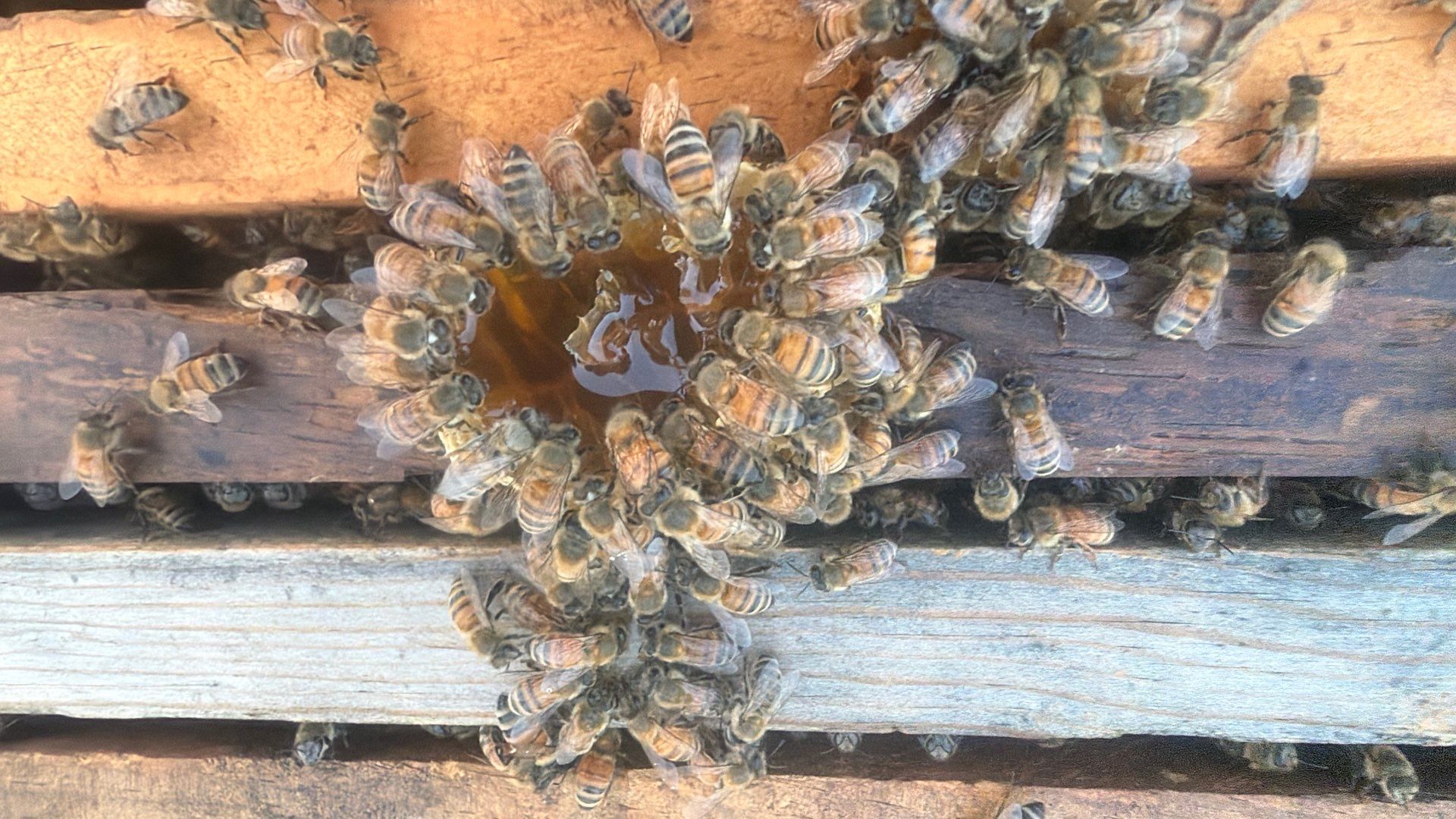 Double Family Property in Heath for Ag. Exemption by Rockwall Honey Bee Company