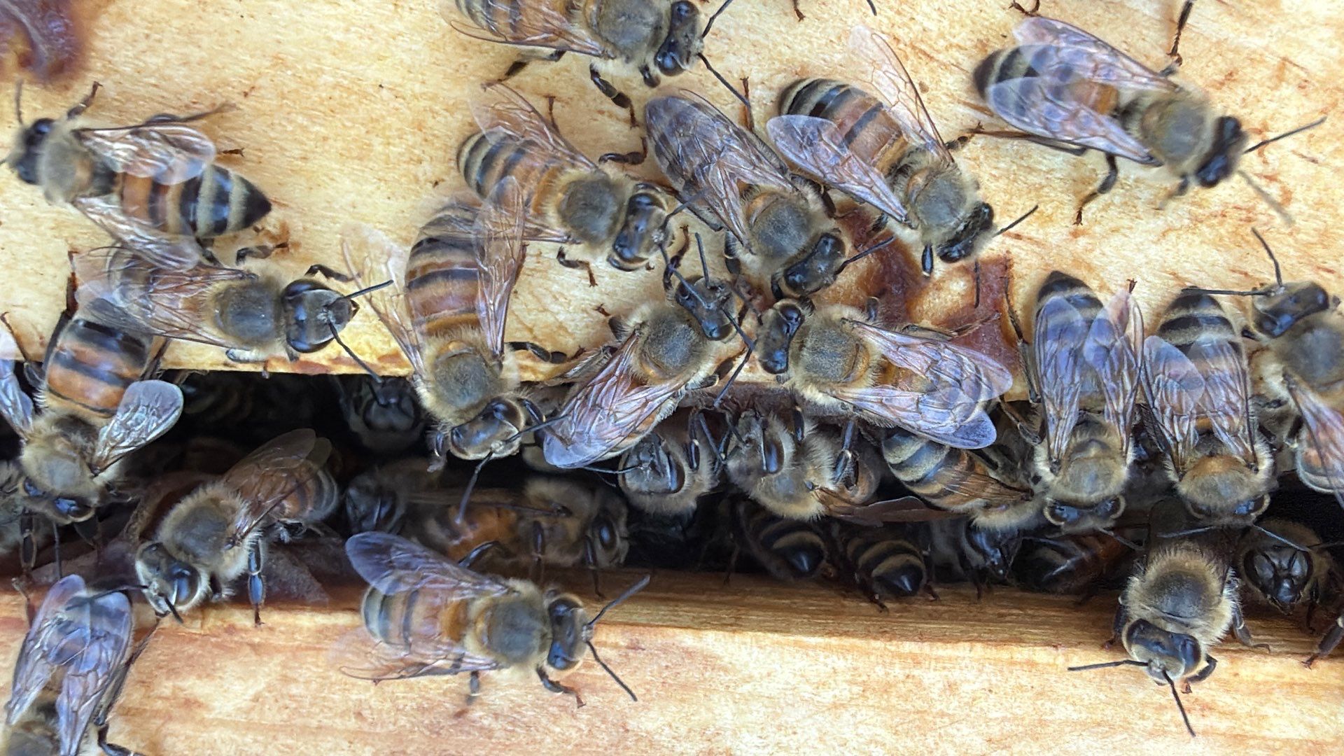 Corporate HQ by Rockwall Honey Bee Company