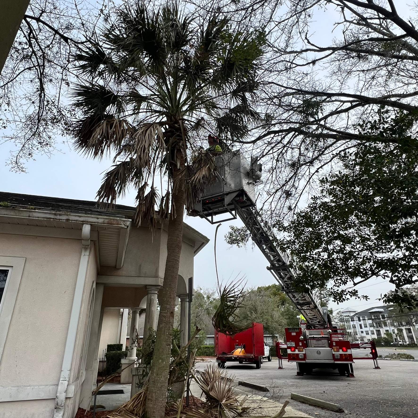 Tree Work | Great Expressions Dental by ProGreen Services