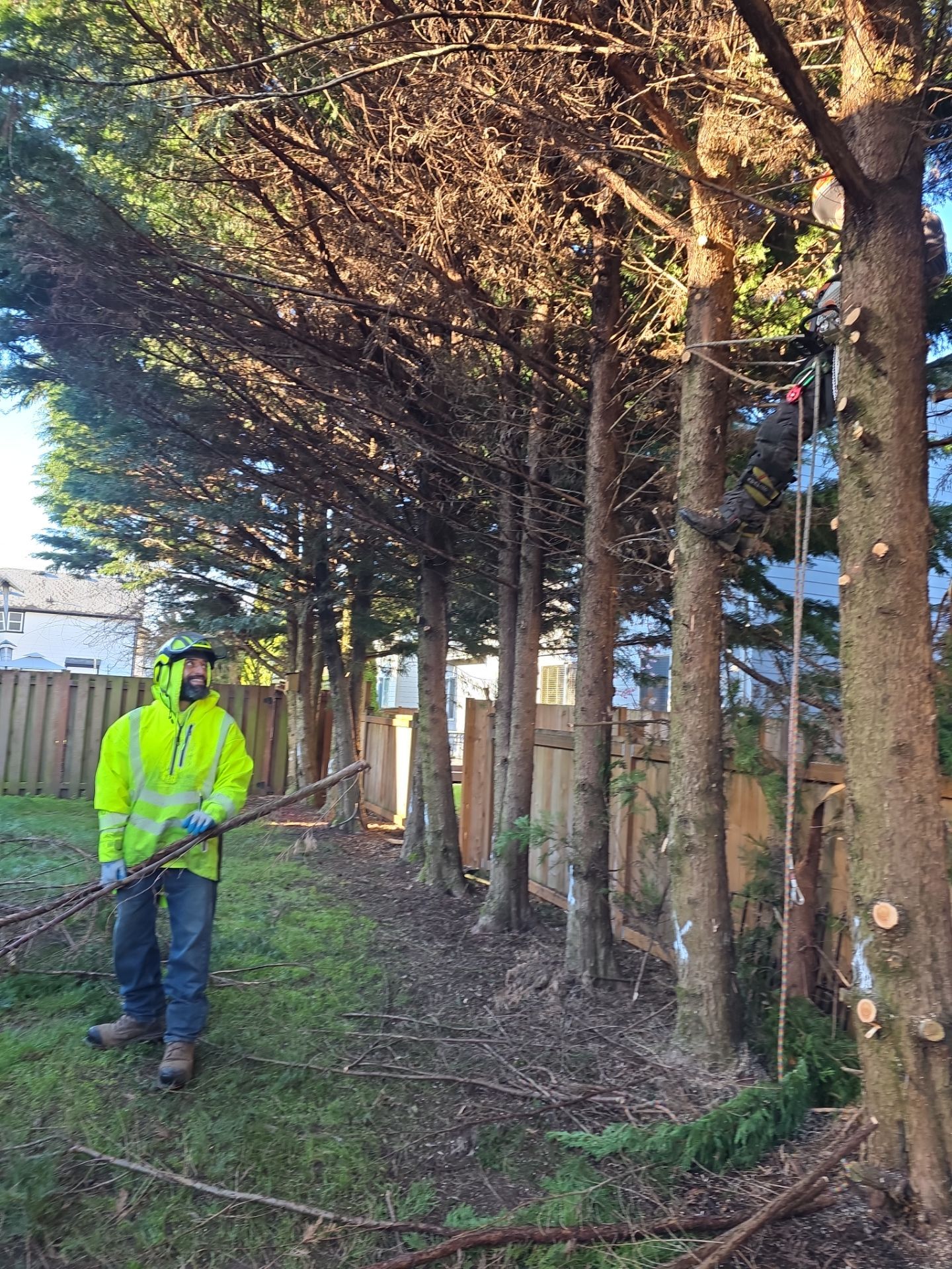Tree Removal & Stump Grinding in Maple Valley (Residential Property Line Project) by Sound Tree Care LLC