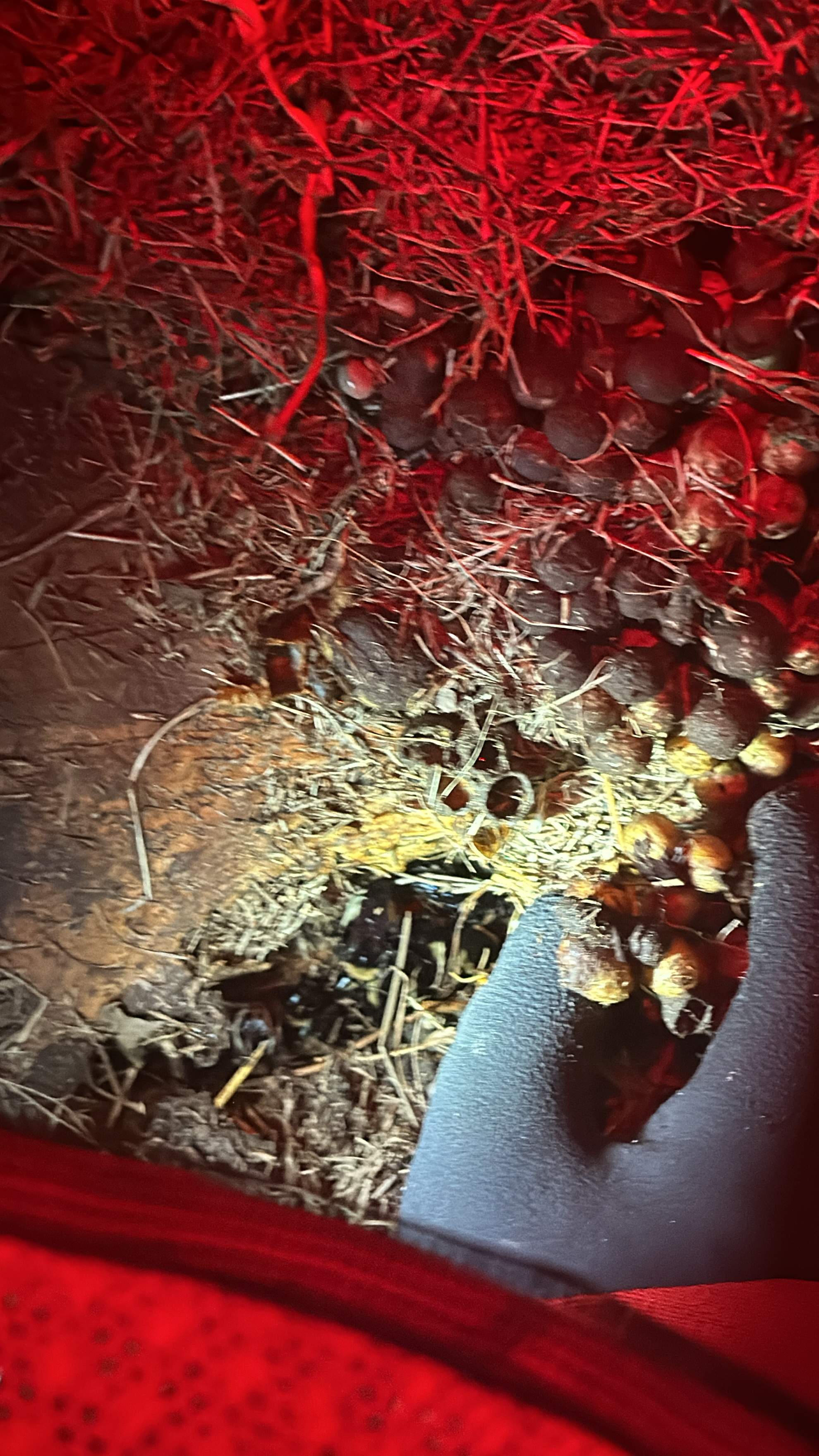 Bumblebees! by Rockwall Honey Bee Company