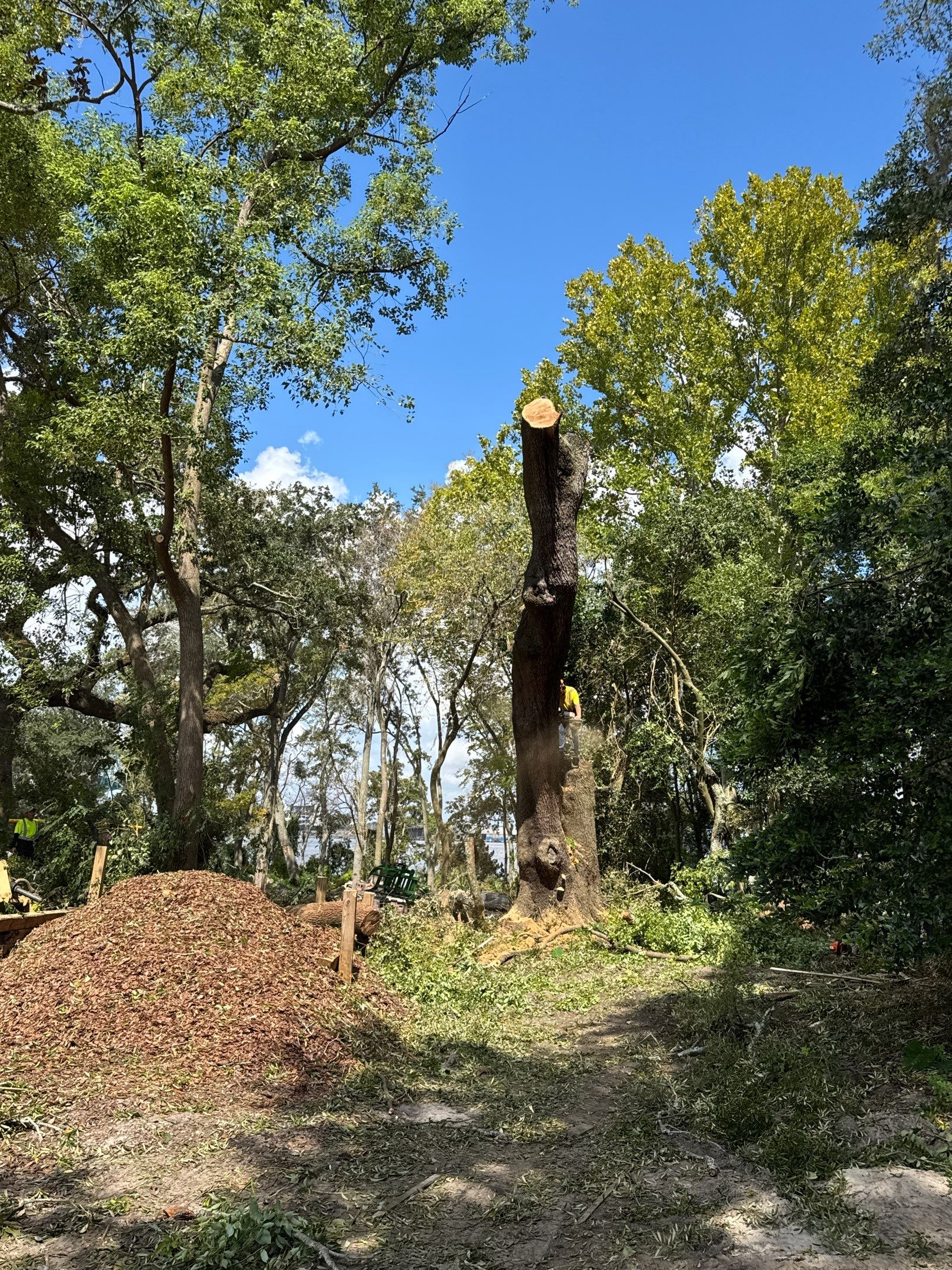 Tree Removal | Episcopal Softball Field by ProGreen Services