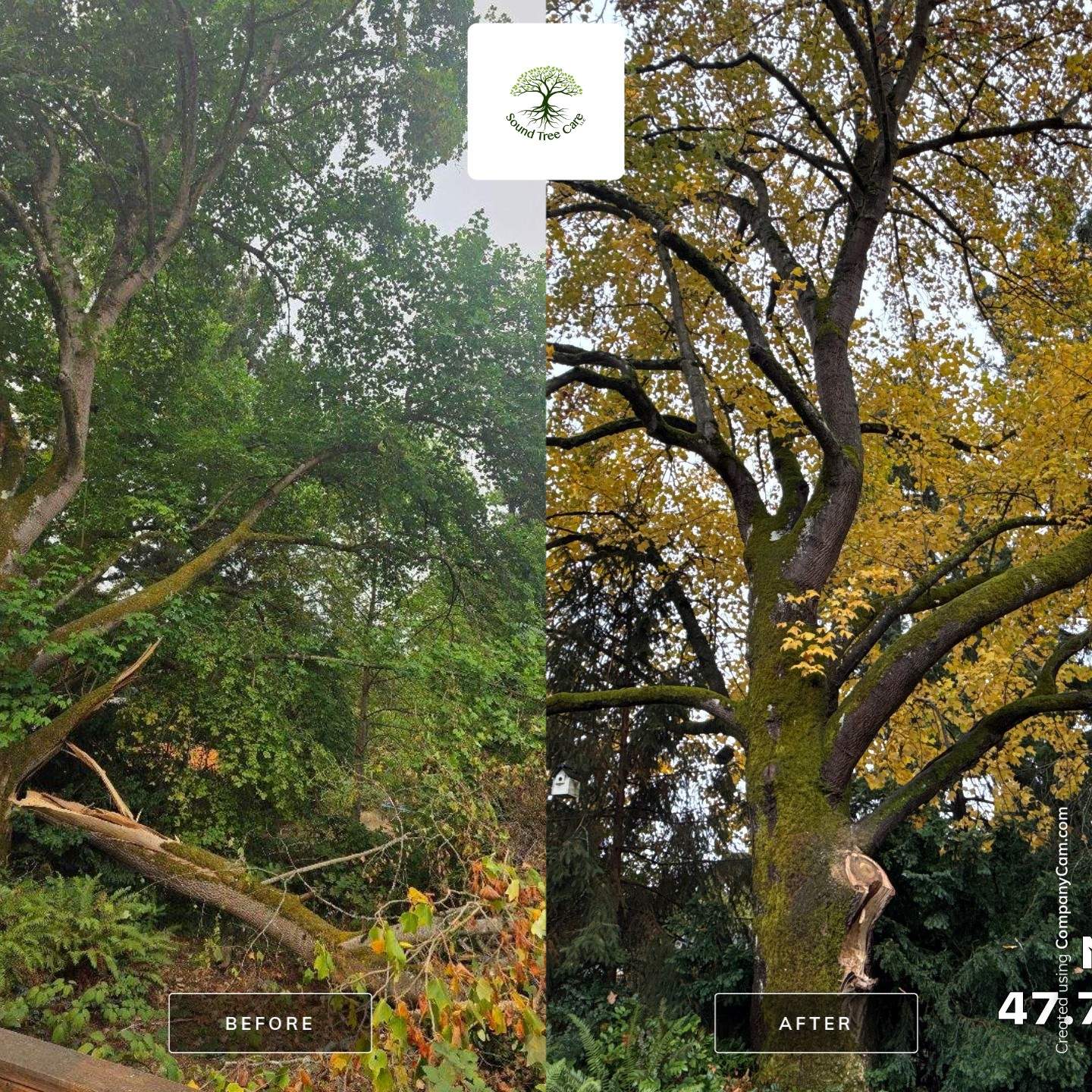 🌳 Emergency Limb Removal – Seattle, WA by Sound Tree Care LLC