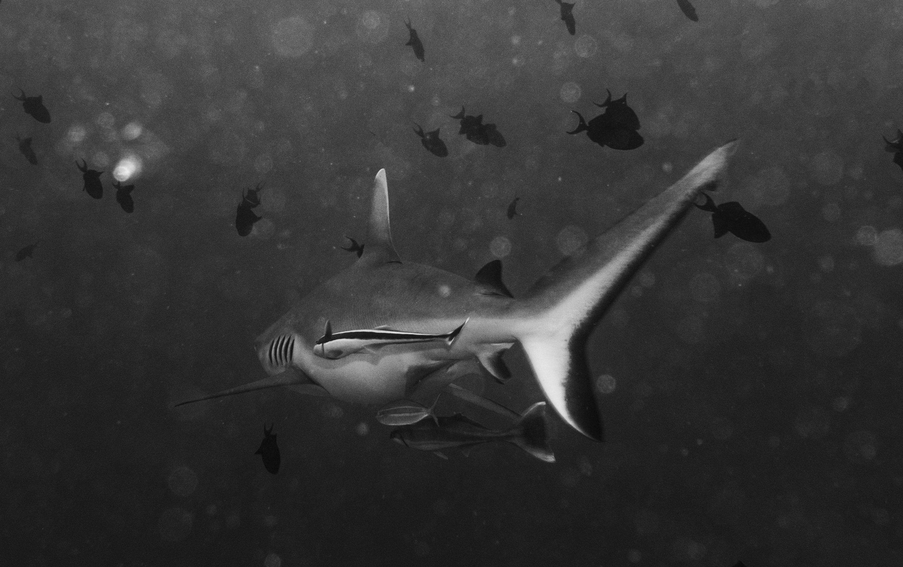 Sharks!!! by CompanyCam