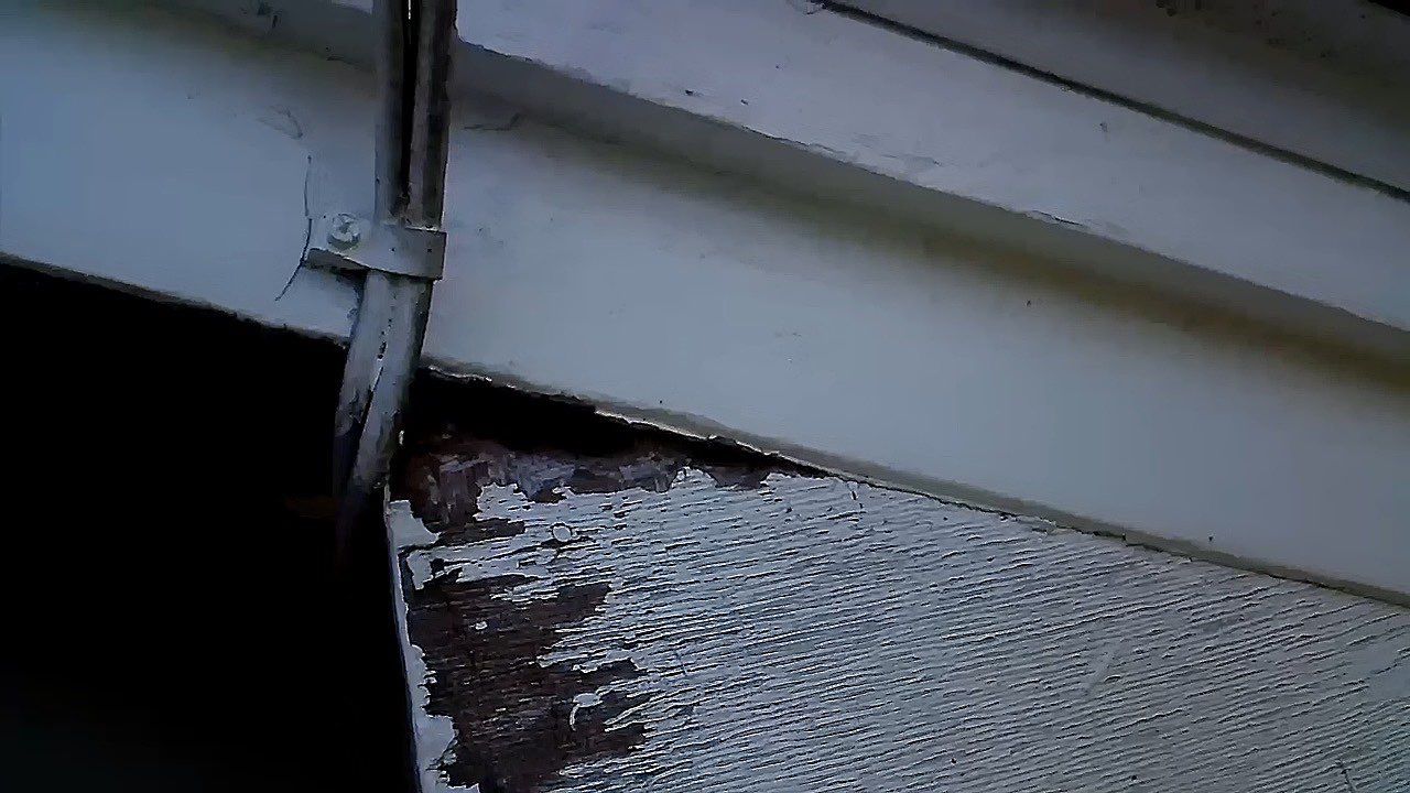 Soffit- End Squirrel entry by Abra Kadabra Pest And Wildlife 