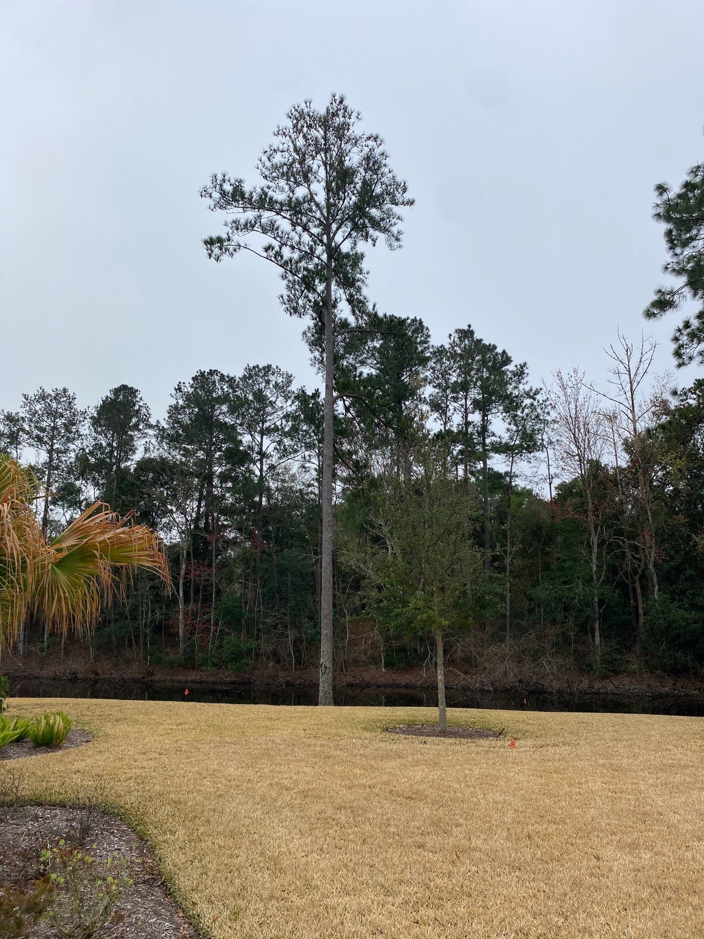 Deerwood Resident | Tree Removal by ProGreen Services