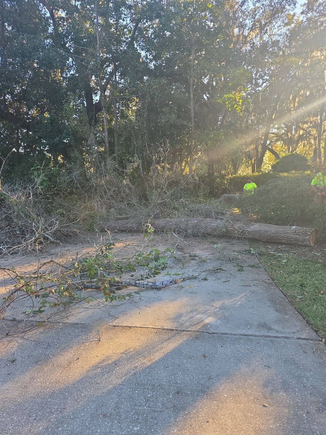 Deerwood Resident | Tree Removal & Trimming by ProGreen Services