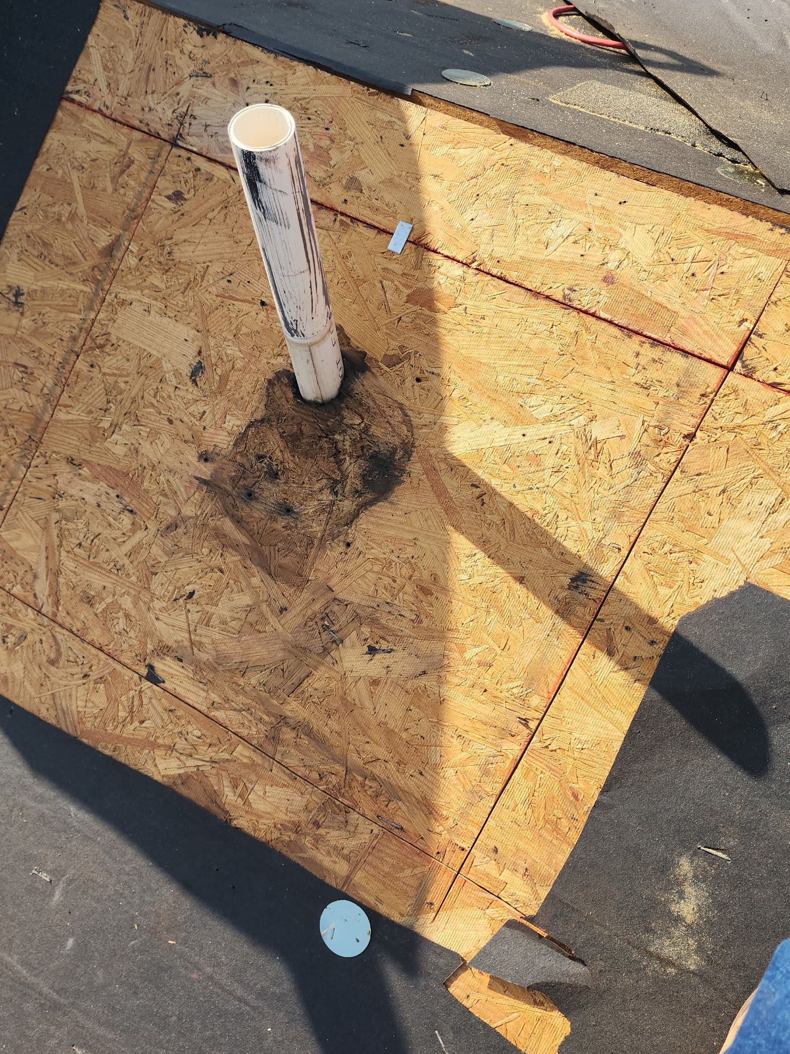 Miss Bridgette by REPS OF TEXAS