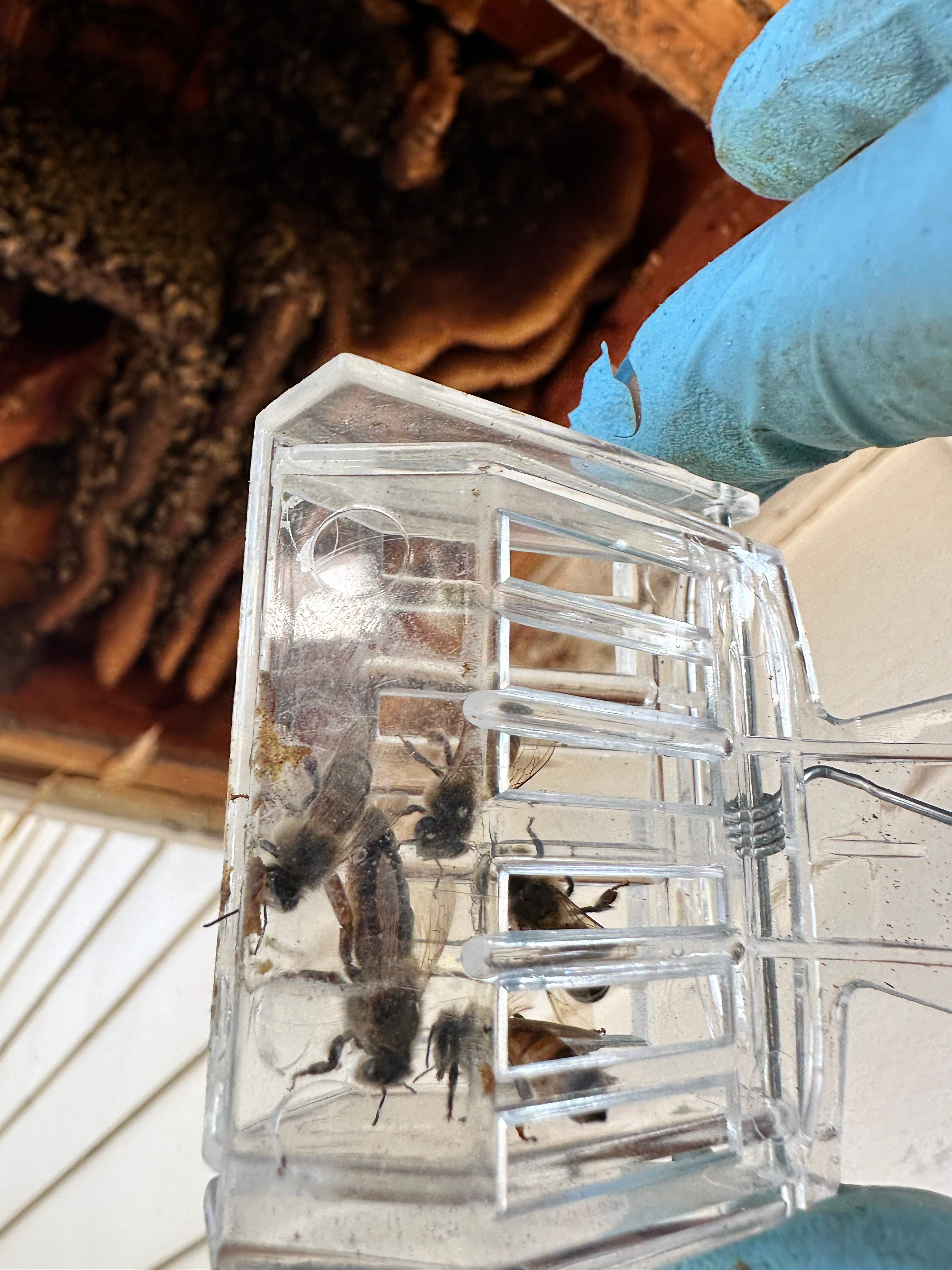 Last of 2025 by Rockwall Honey Bee Company