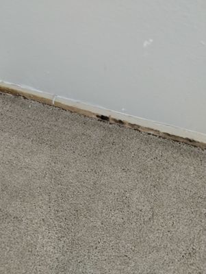 Mold Damage Repairs