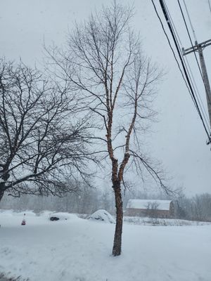 Tree Removal and Pruning