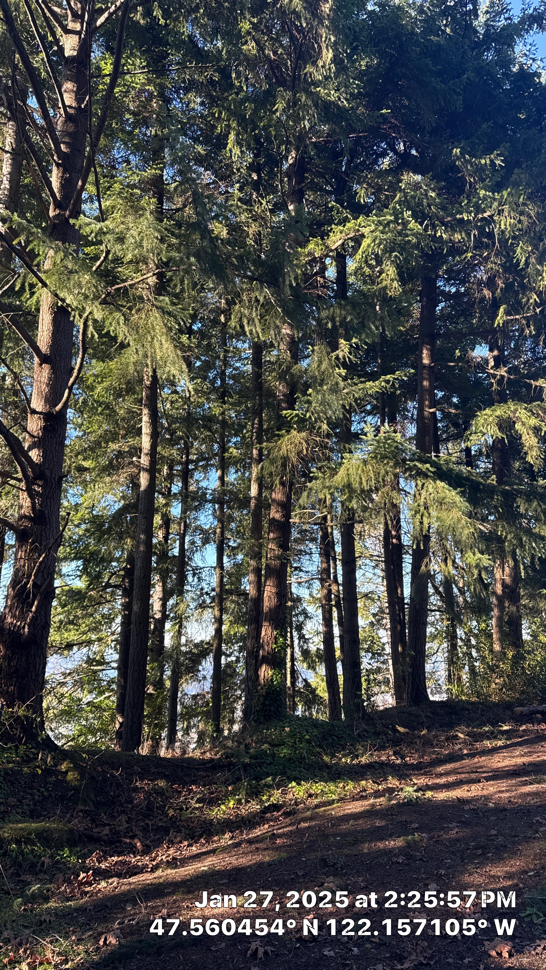 Bellevue Arborist Letter by Sound Tree Care LLC