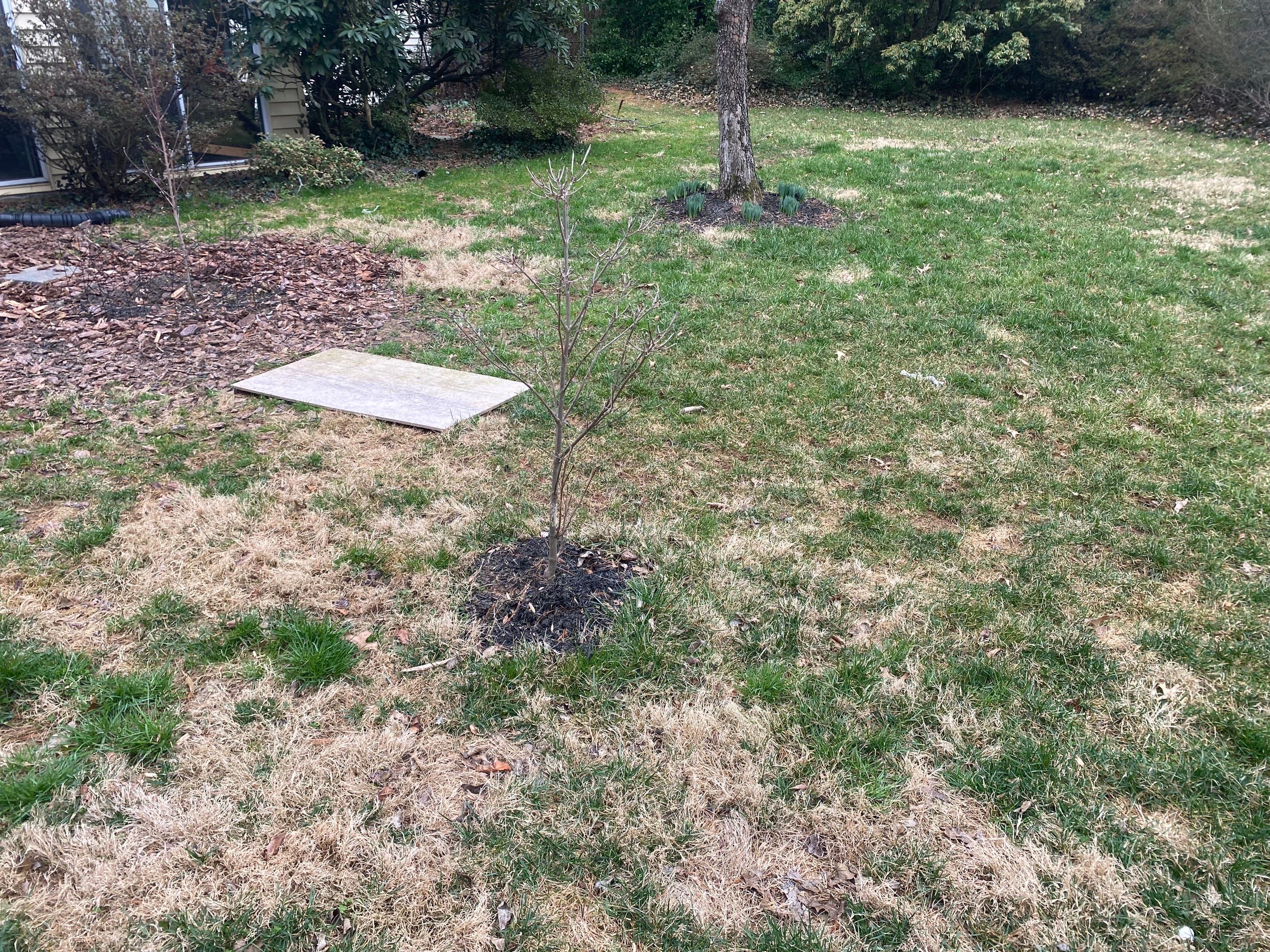 Landscape cleanup & drainage by The Smet Companies, LLC