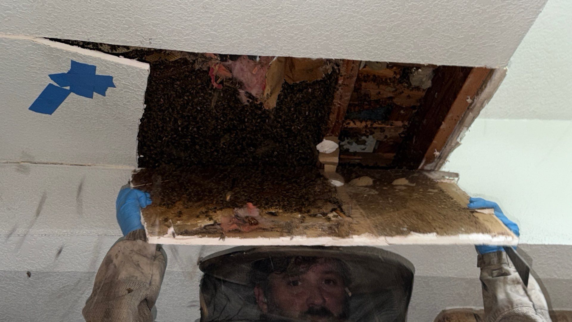 Wedged and Woody Bees by Rockwall Honey Bee Company