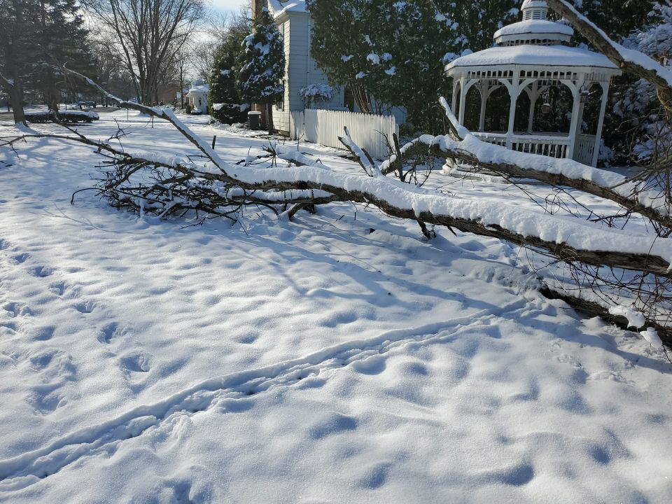 Tree Removal using Tree Removal by Mike Jones & Sons Tree Service LLC 