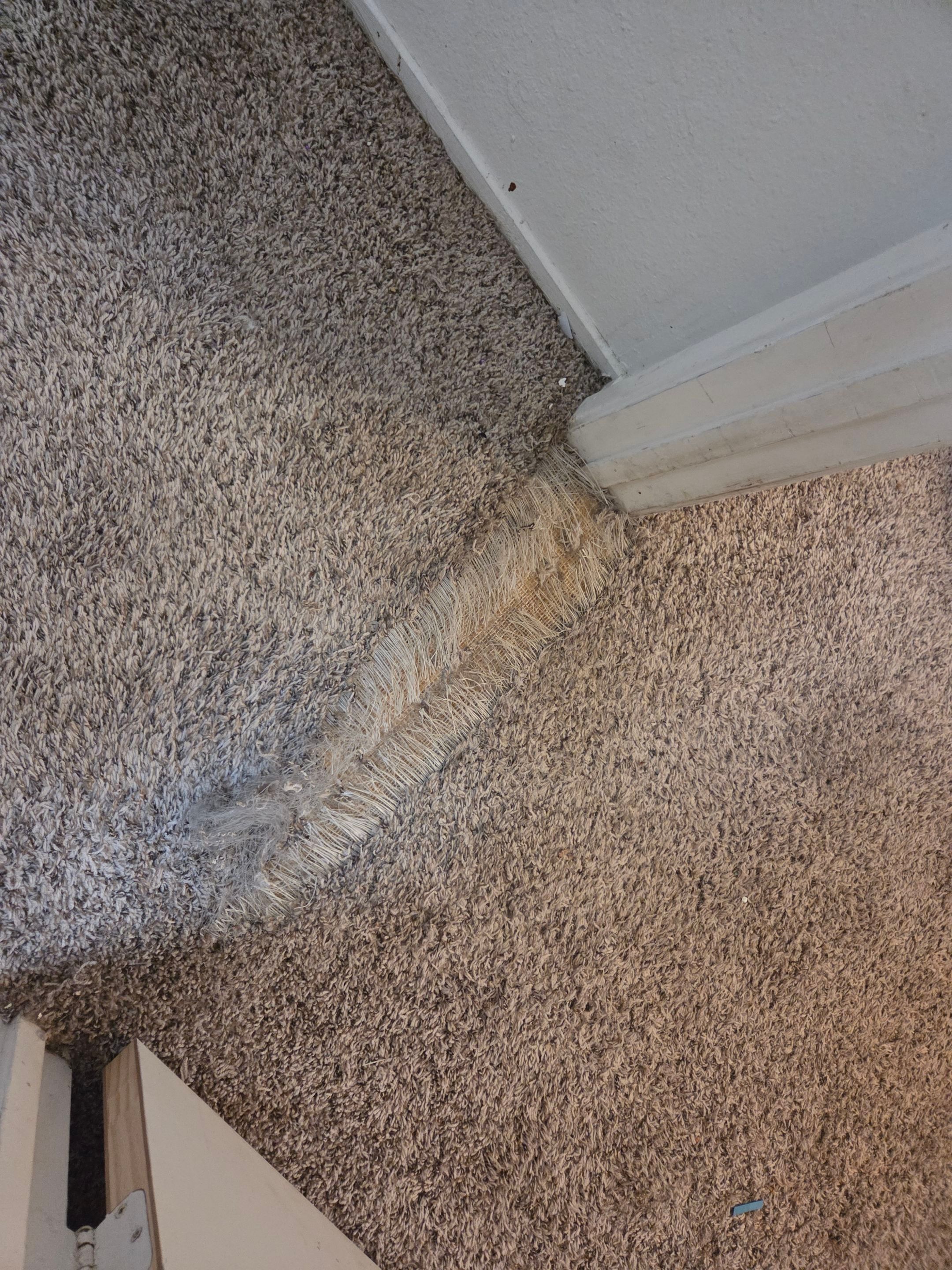 Move-Out Carpet Repairs & Carpet Cleaning by Ardent Carpet Restore LLC