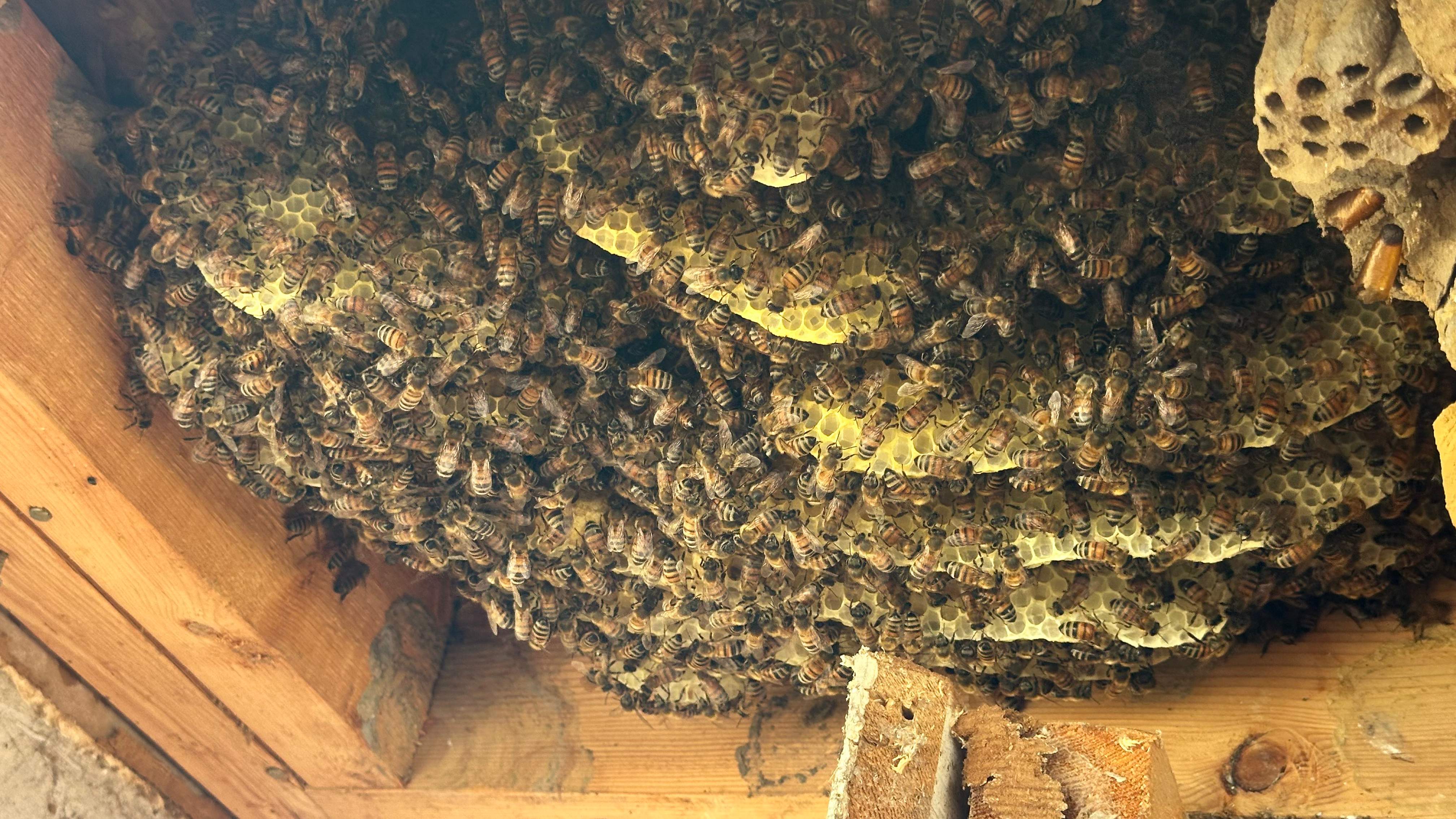 Soffits! by Rockwall Honey Bee Company