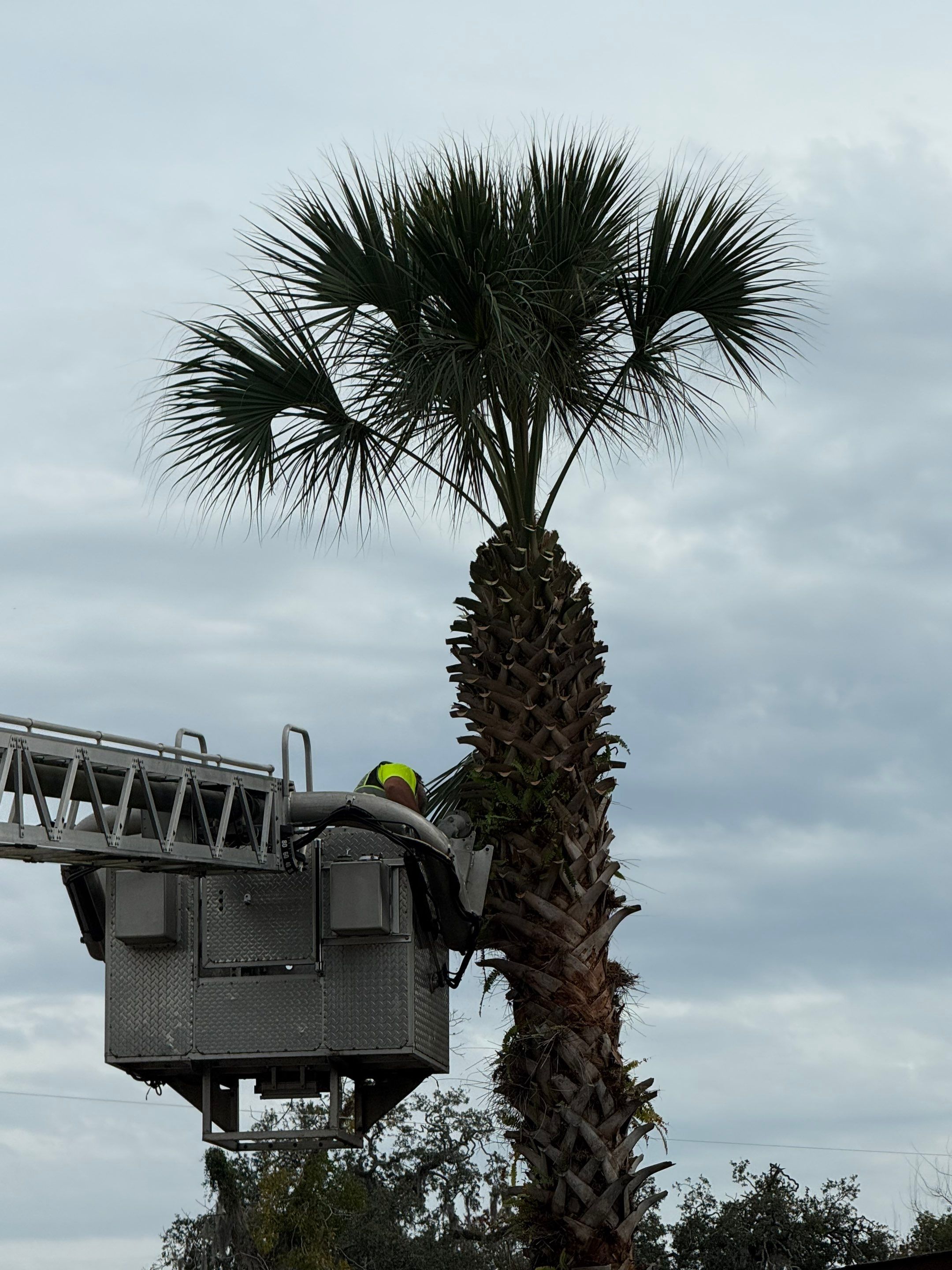 Volunteer Work | Episcopal High School of Jacksonville by ProGreen Services