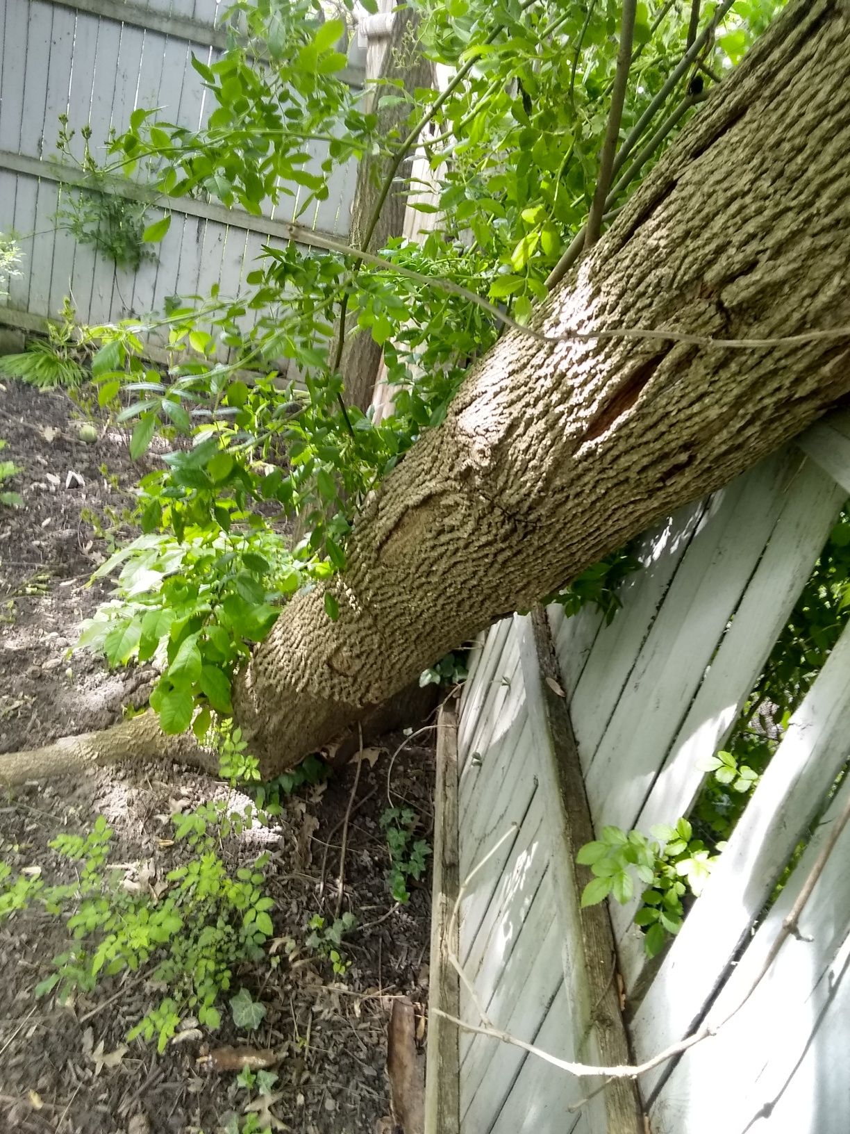 Tree Removal using Tree Removal by Mike Jones & Sons Tree Service LLC 