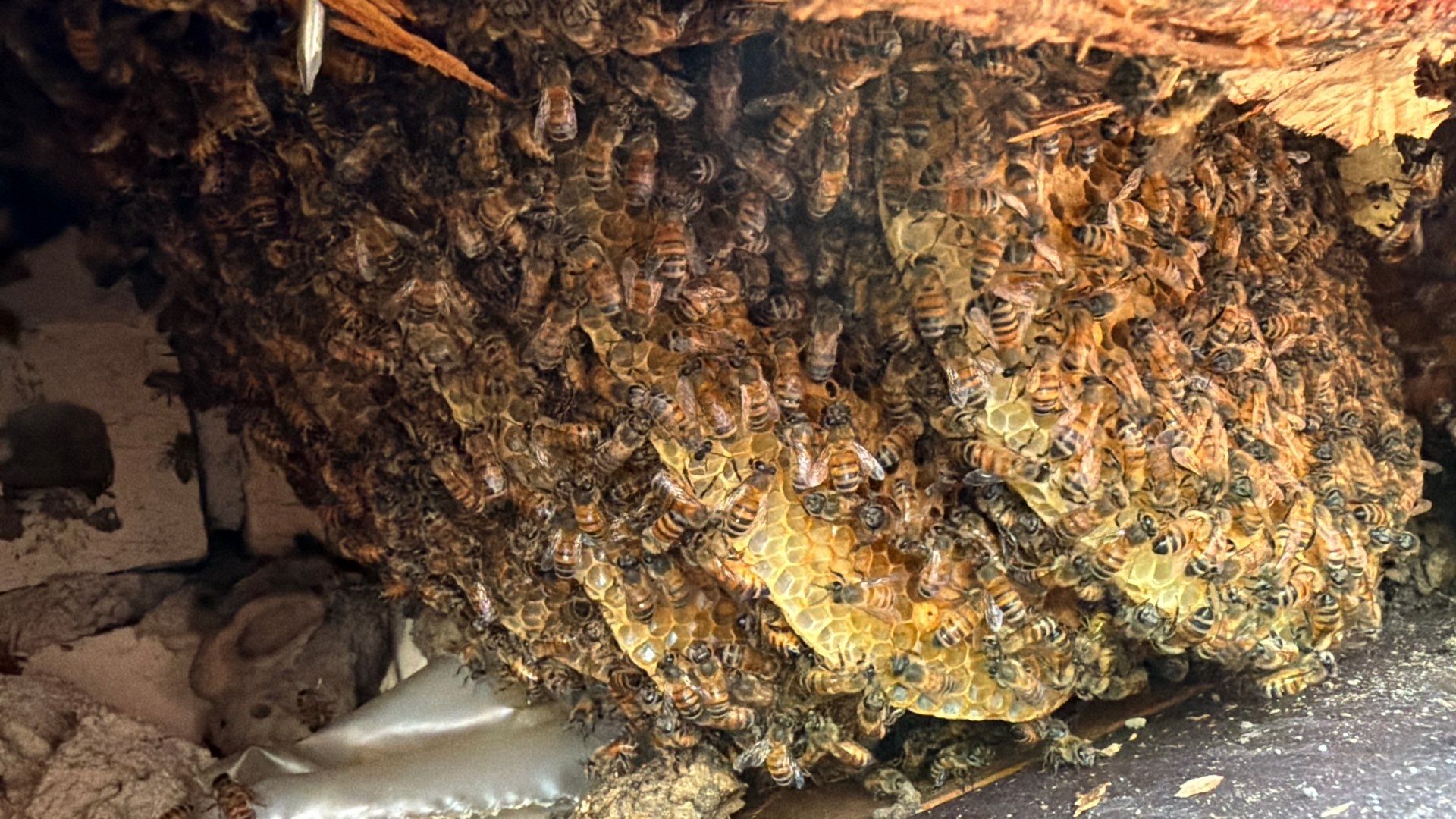 No Rush for these Bees by Rockwall Honey Bee Company