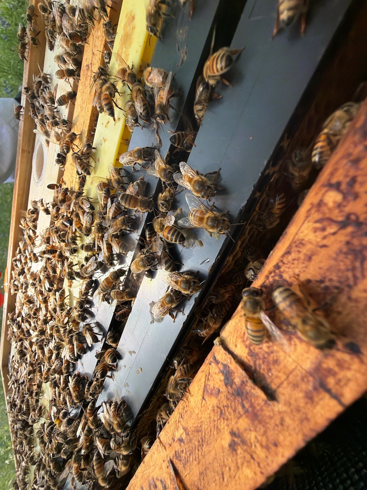 New Beekeeper in Maypearl by Rockwall Honey Bee Company