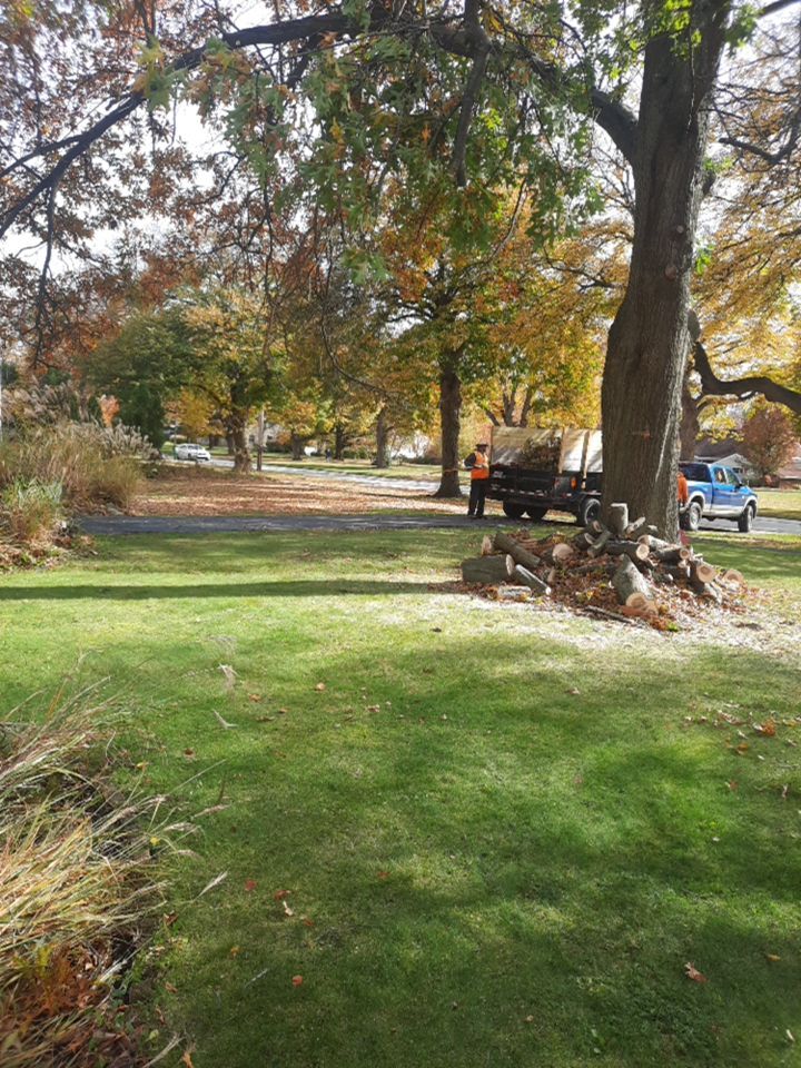 Tree Removal using Tree Removal by Mike Jones & Sons Tree Service LLC 