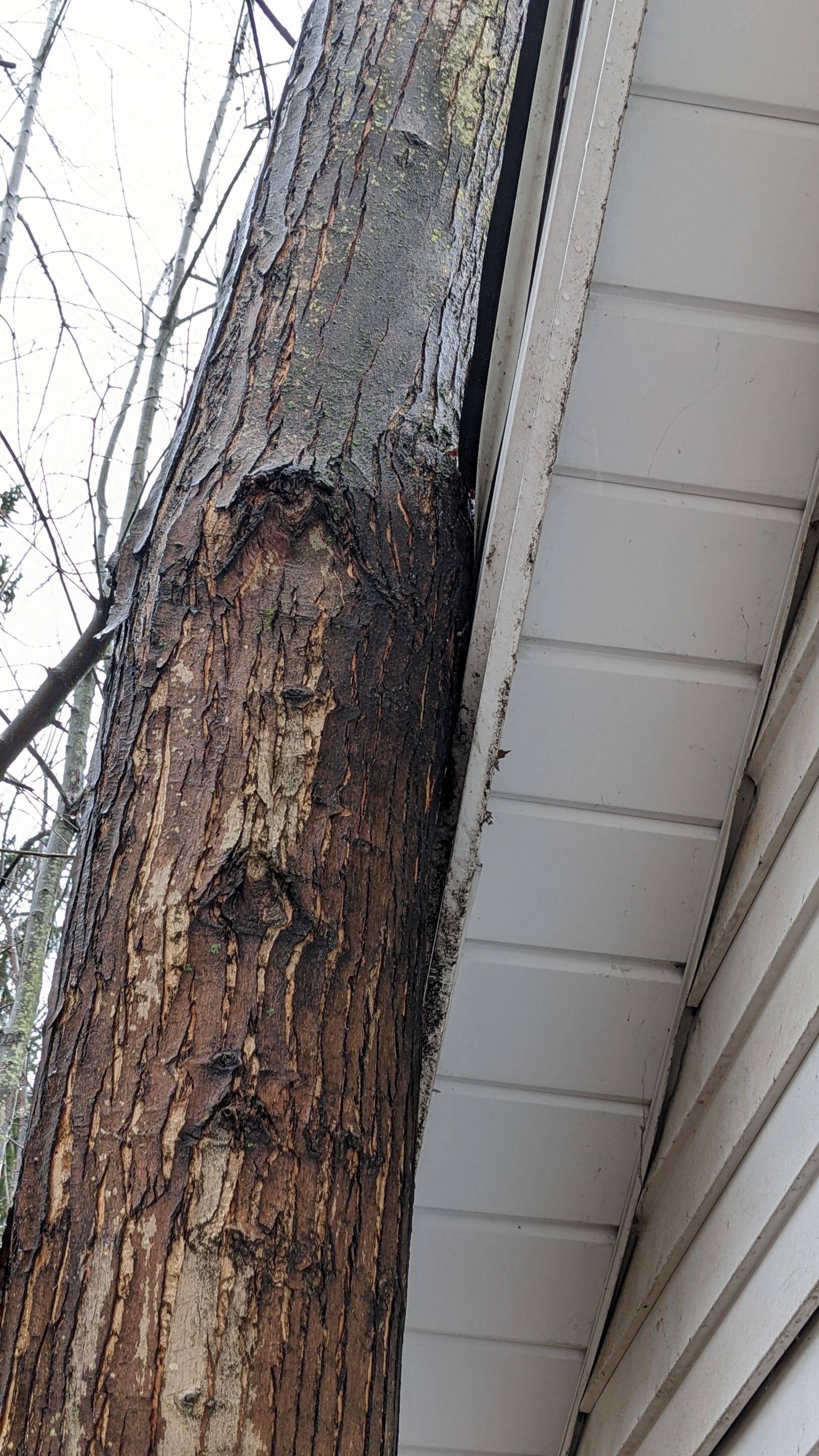 Tree Removal using Tree Removal by Mike Jones & Sons Tree Service LLC 