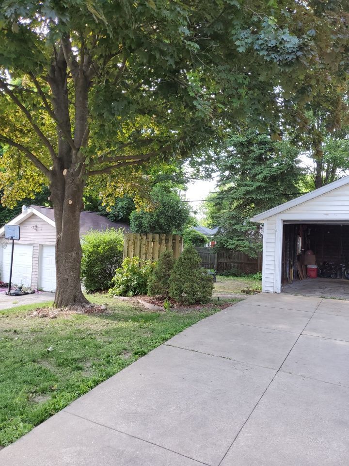 Tree Trimming using Tree Pruing by Mike Jones & Sons Tree Service LLC 