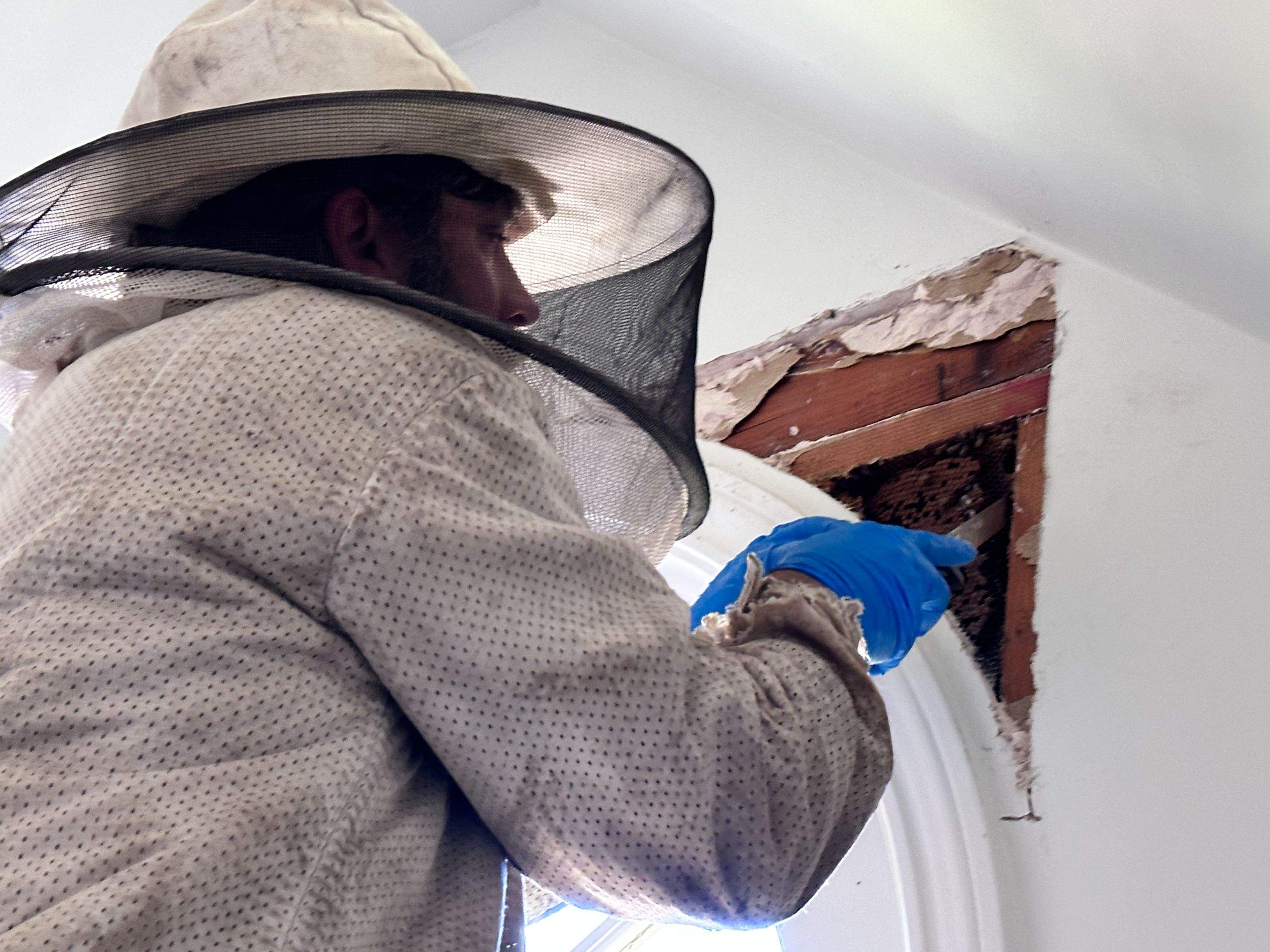 Suicide Swarm by Rockwall Honey Bee Company