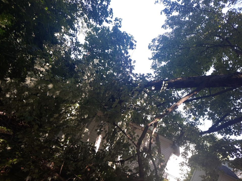 Storm Damaged Tree Removal  using Tree Removal by Mike Jones & Sons Tree Service LLC 