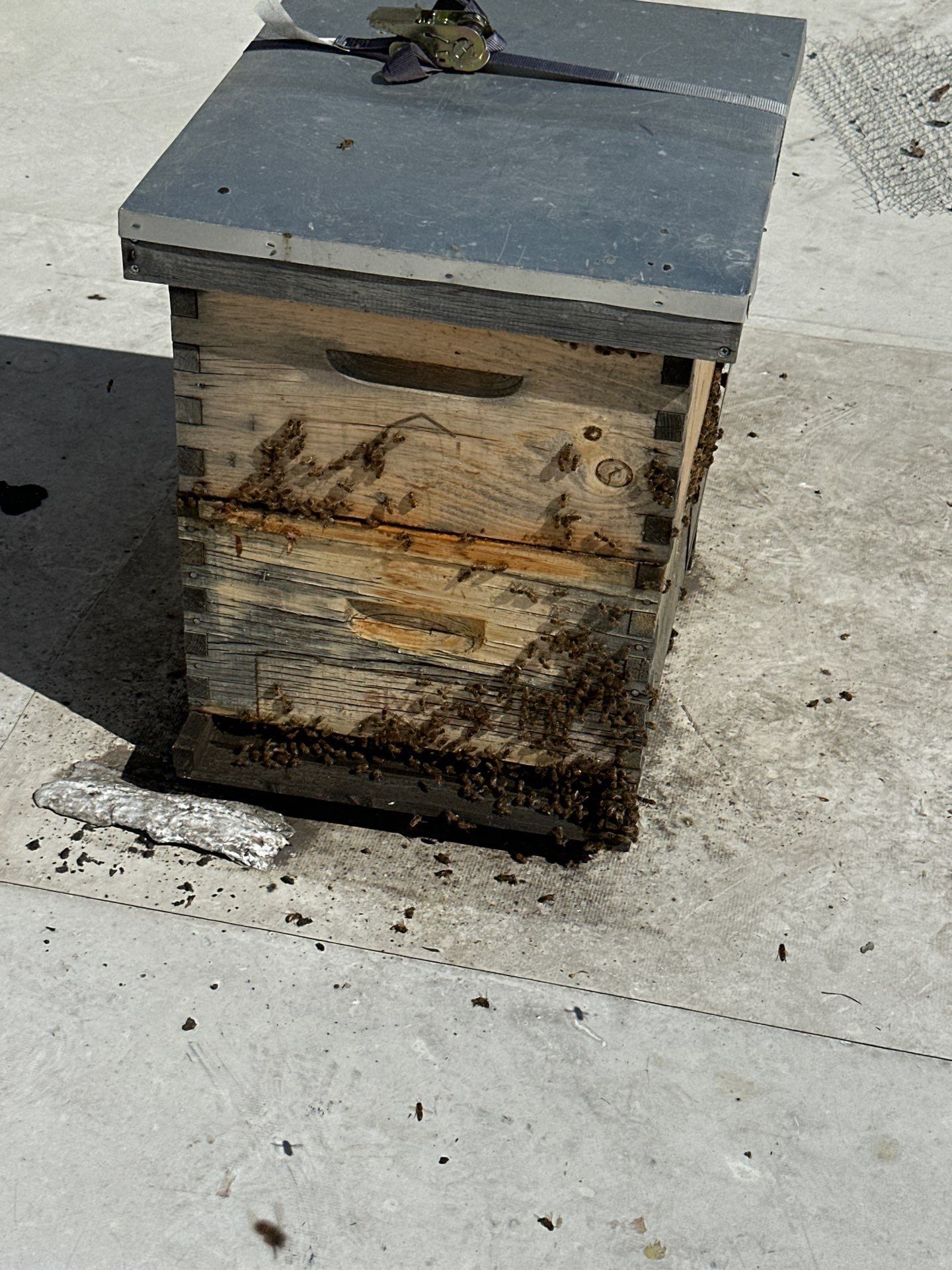 Anchovies on your Apiary by Rockwall Honey Bee Company