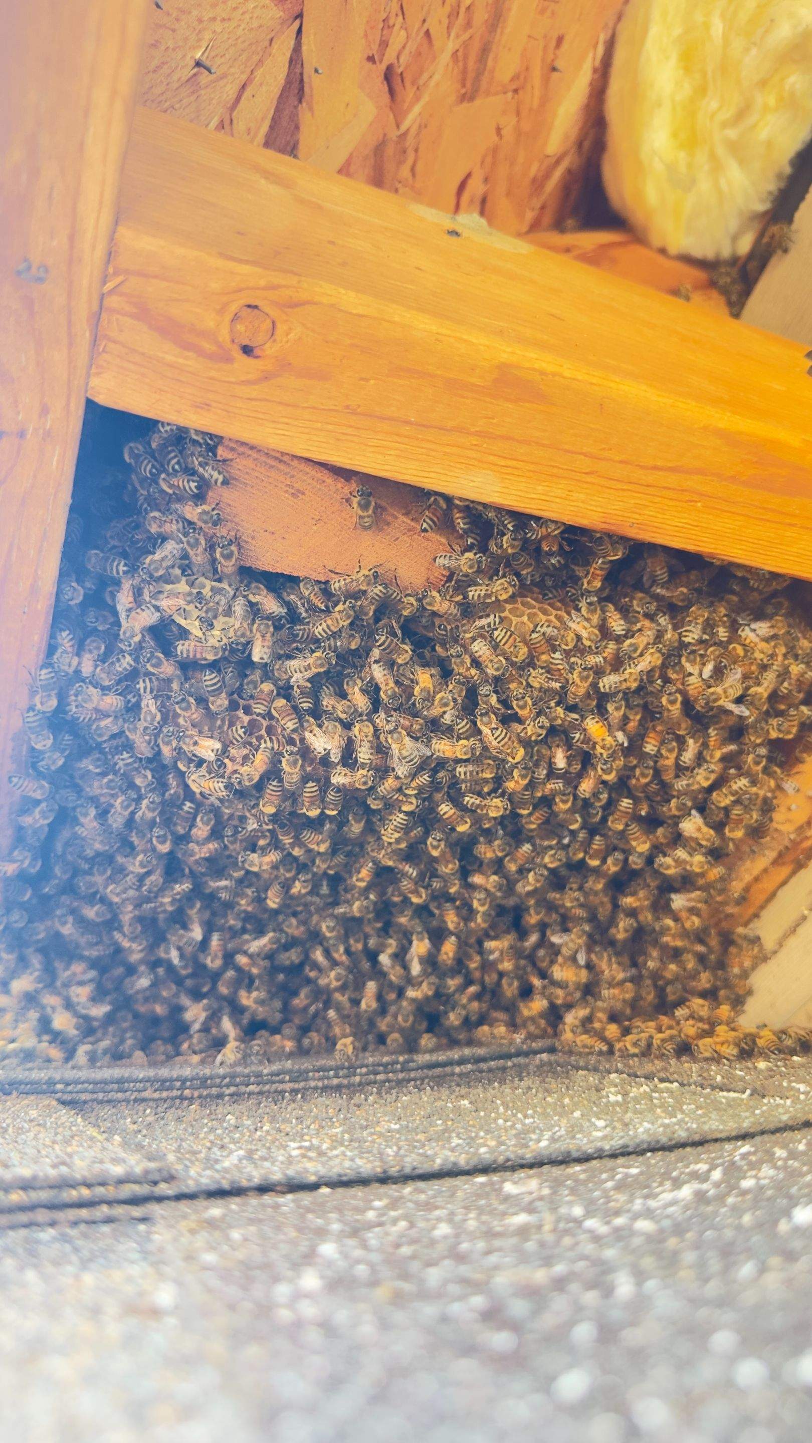 Rooftop by Rockwall Honey Bee Company