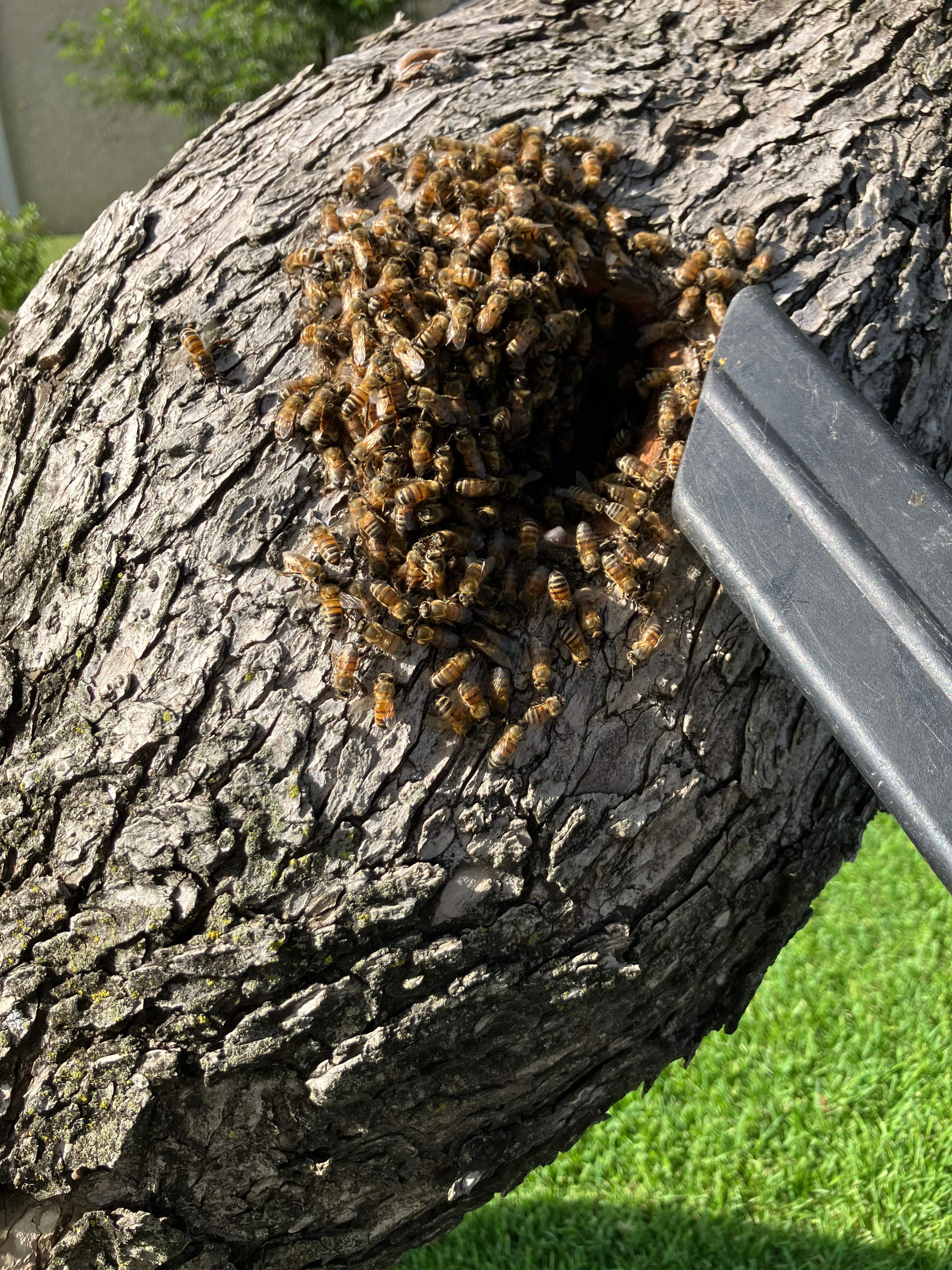 Favorite Tree Job by Rockwall Honey Bee Company