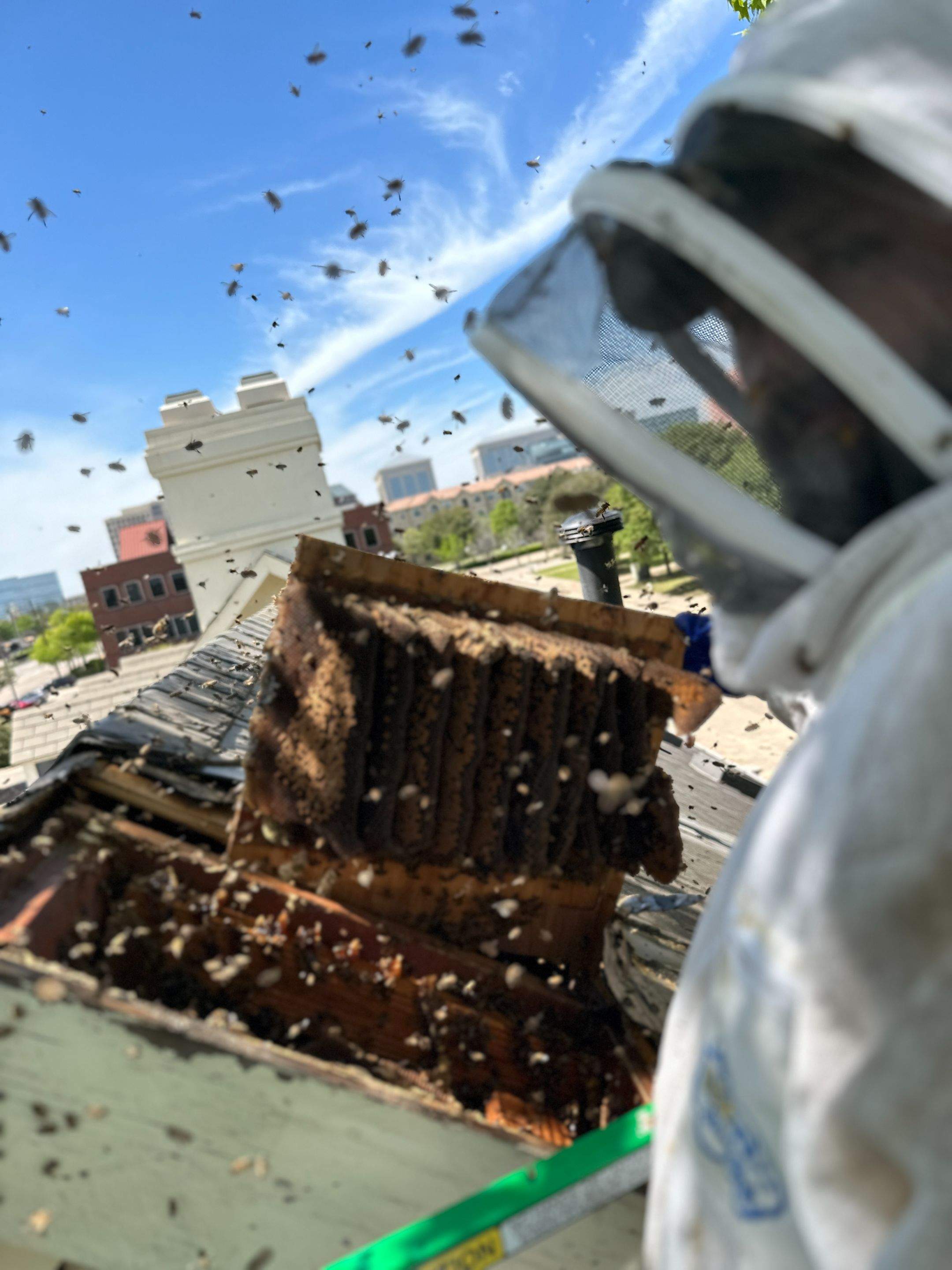 Commercial Roof by Rockwall Honey Bee Company