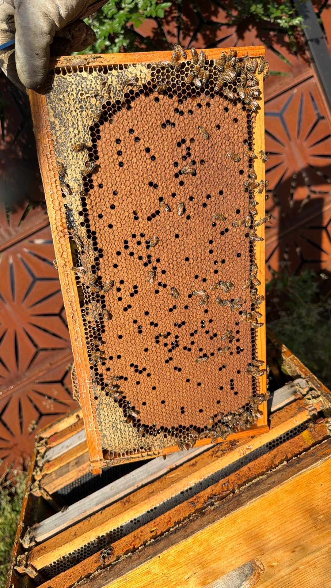 Apartments on the Trails by Rockwall Honey Bee Company
