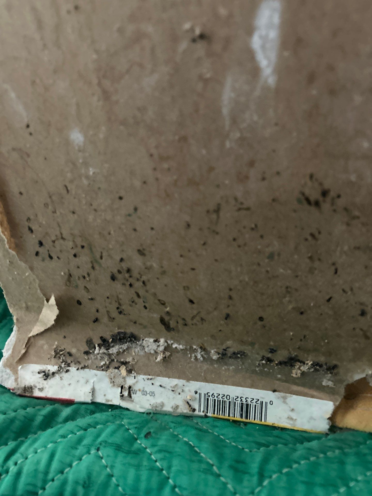 Mold Remediation Sarasota by Ampm Restoration Services
