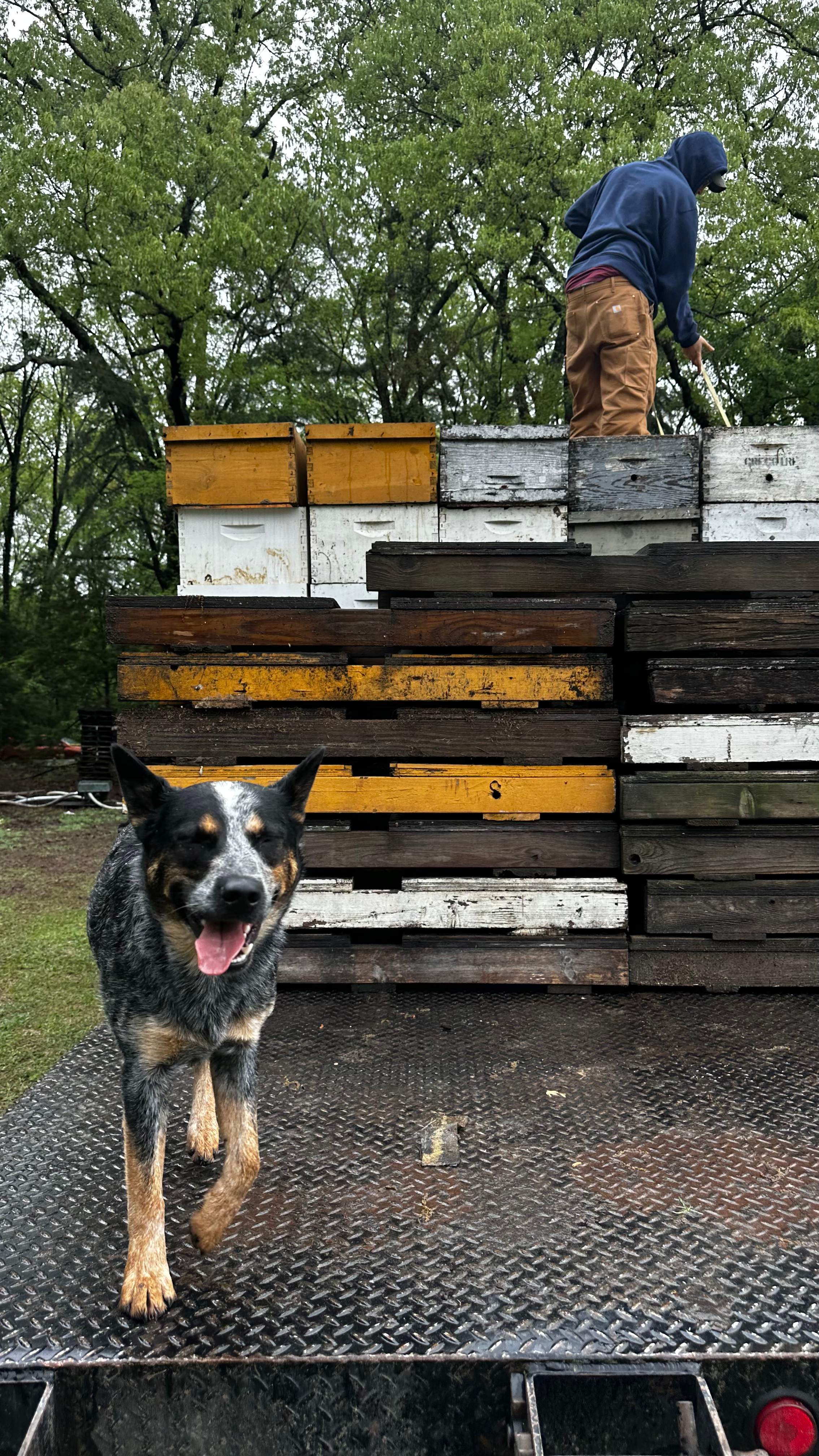 BeeGirl ETX HQ by Rockwall Honey Bee Company