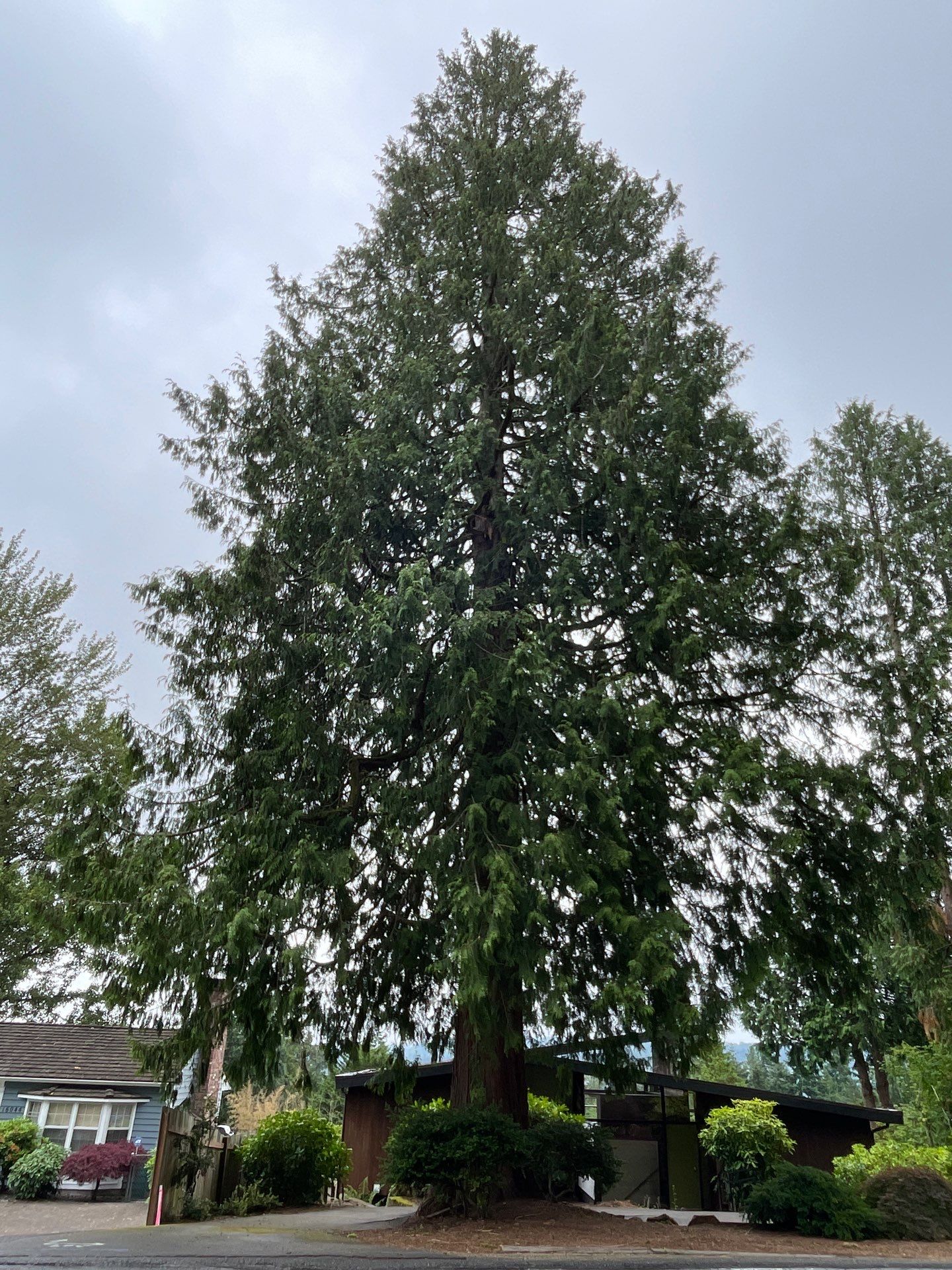 🌿Tree Inventory Showcase – Lake Forest Park, WA by Sound Tree Care LLC