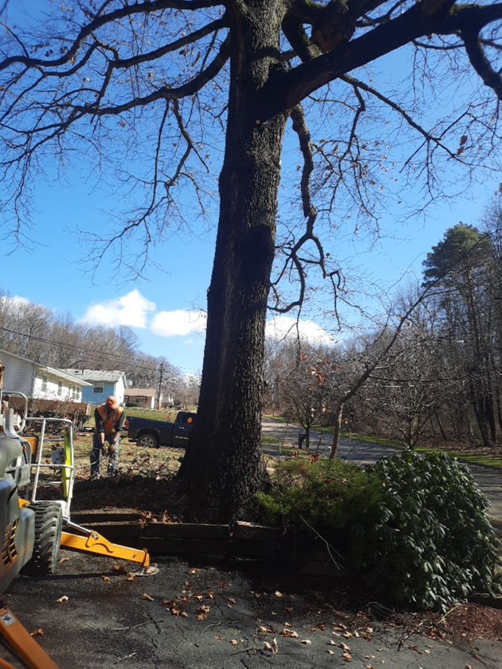 Tree Trimming using Tree Pruing by Mike Jones & Sons Tree Service LLC 