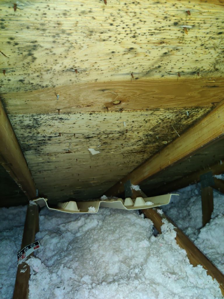 Mold Remediation in Attic by Accountable Home Services