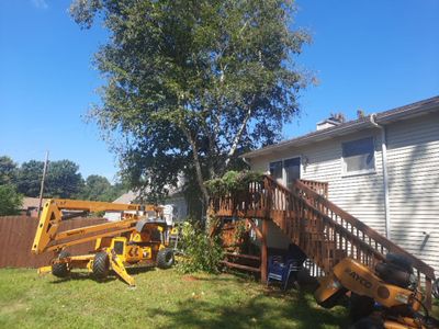 Tree Removal using Tree Removal