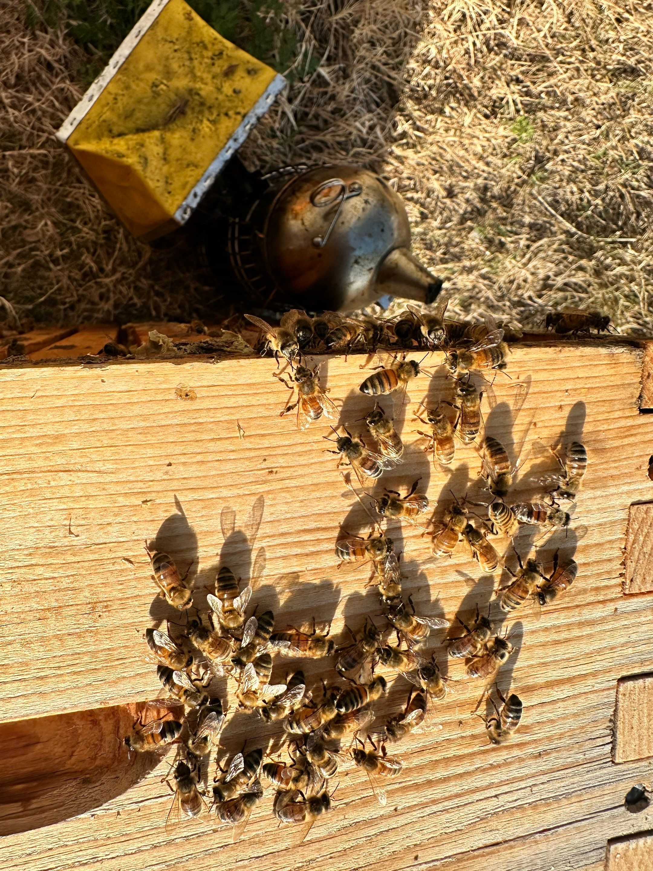 Big Rig Lot Bees by Rockwall Honey Bee Company