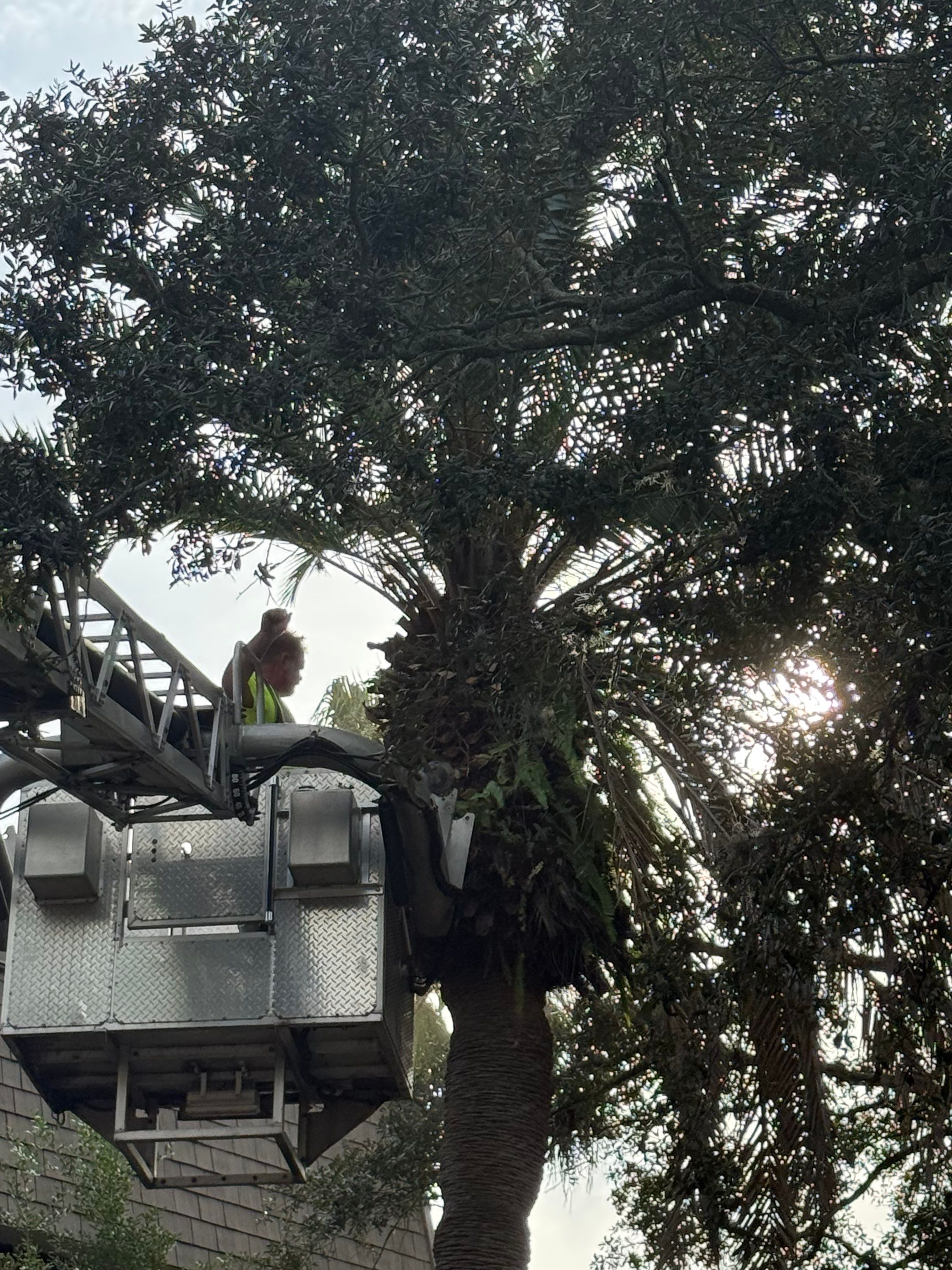 Volunteer Work | Episcopal High School of Jacksonville by ProGreen Services