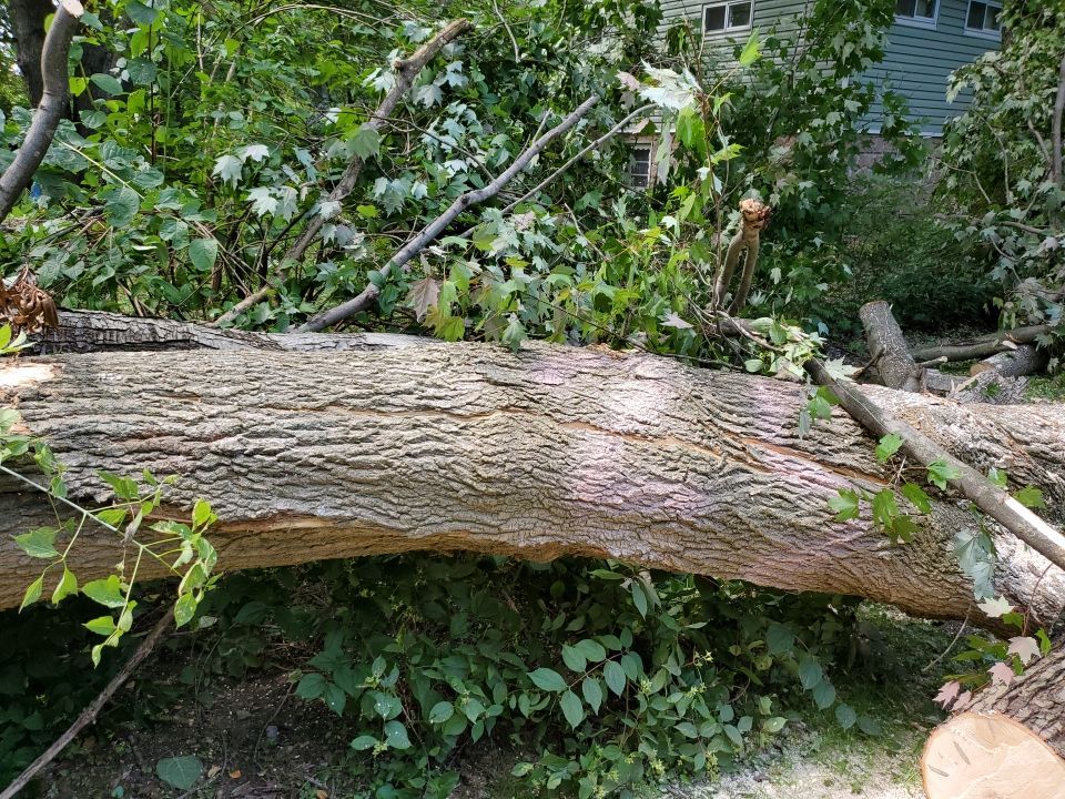 Storm Damaged Tree Removal  by Mike Jones & Sons Tree Service LLC 